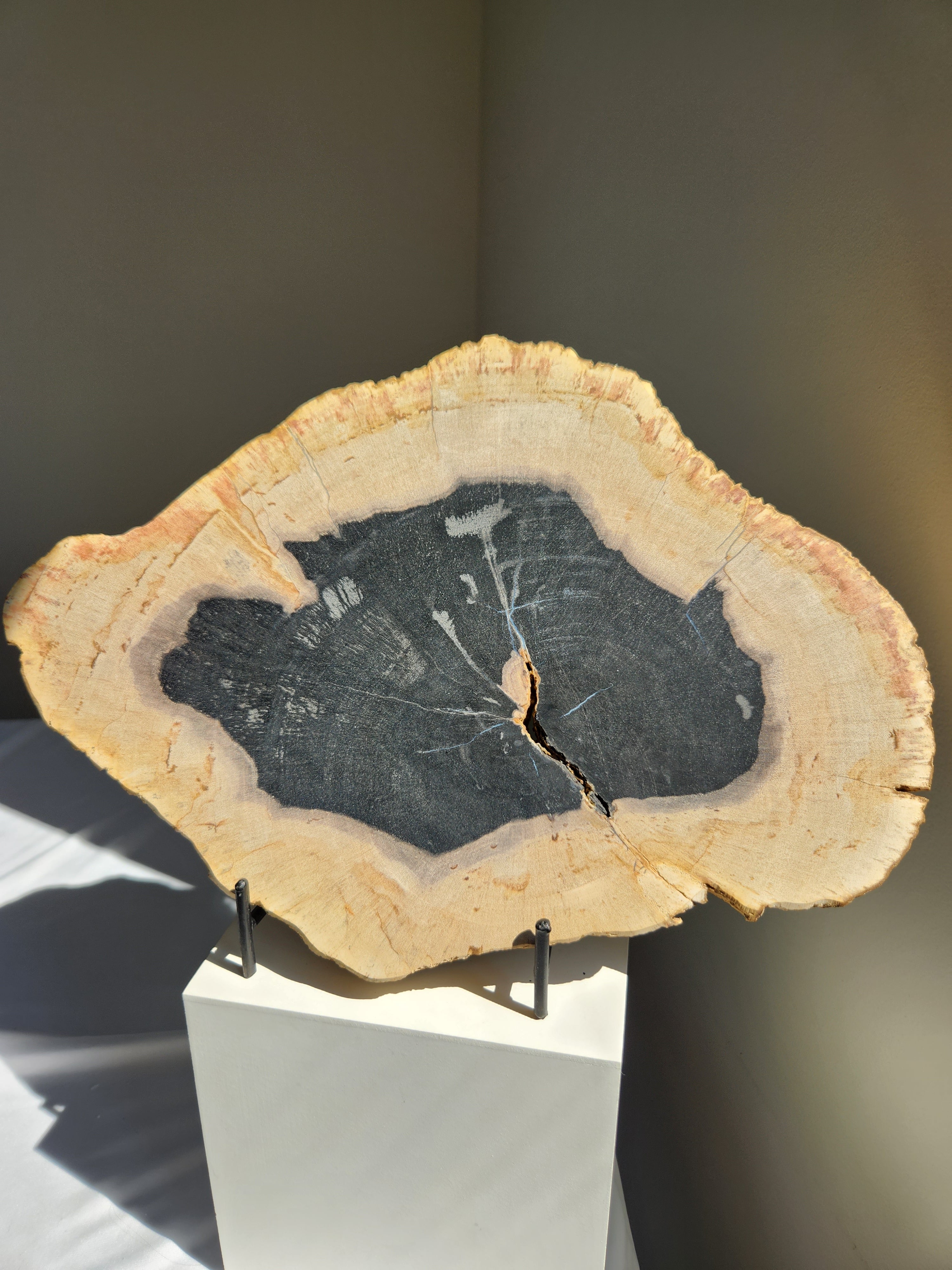 Petrified Wood Slab 001