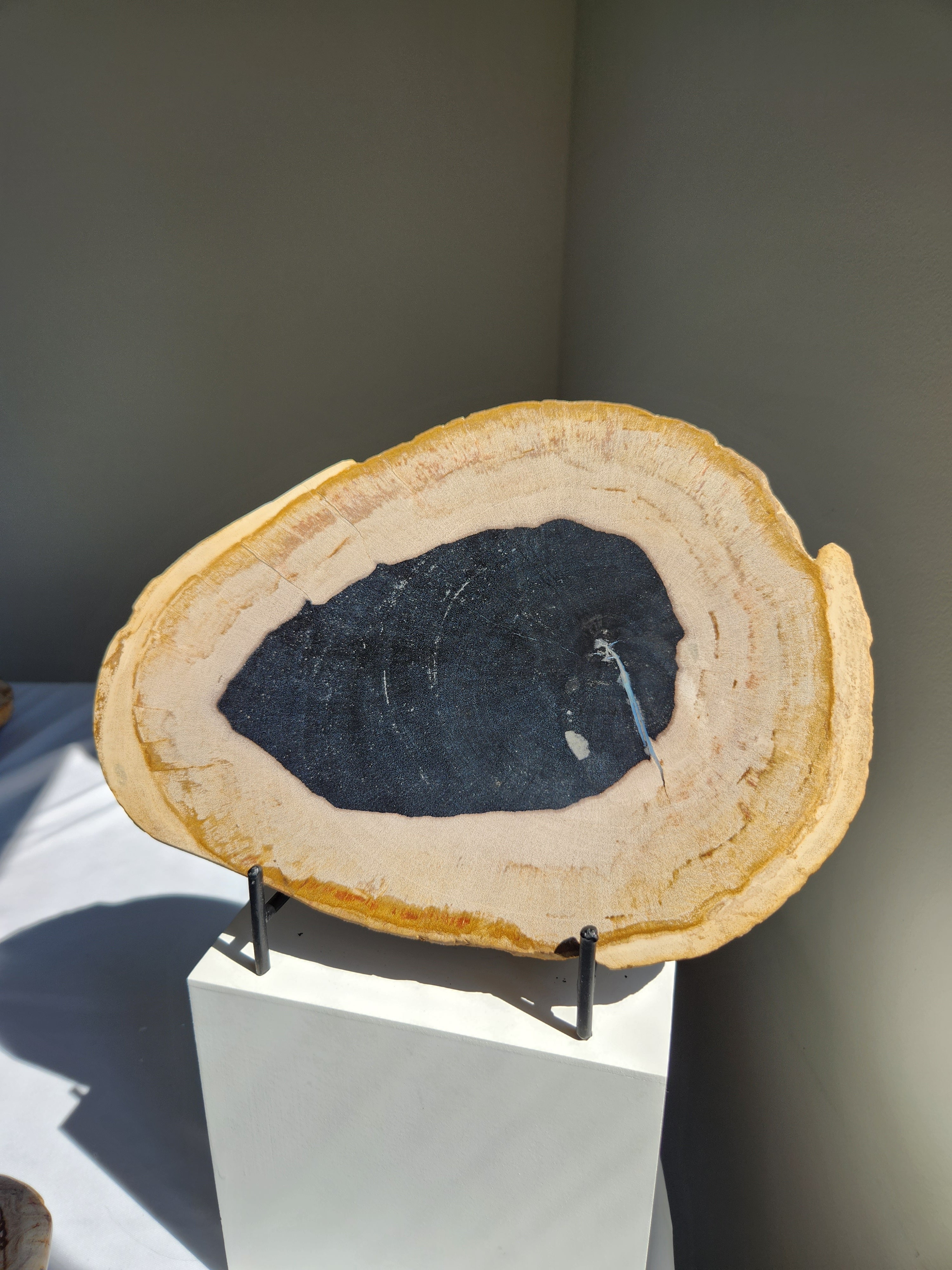 Petrified Wood Slab 003