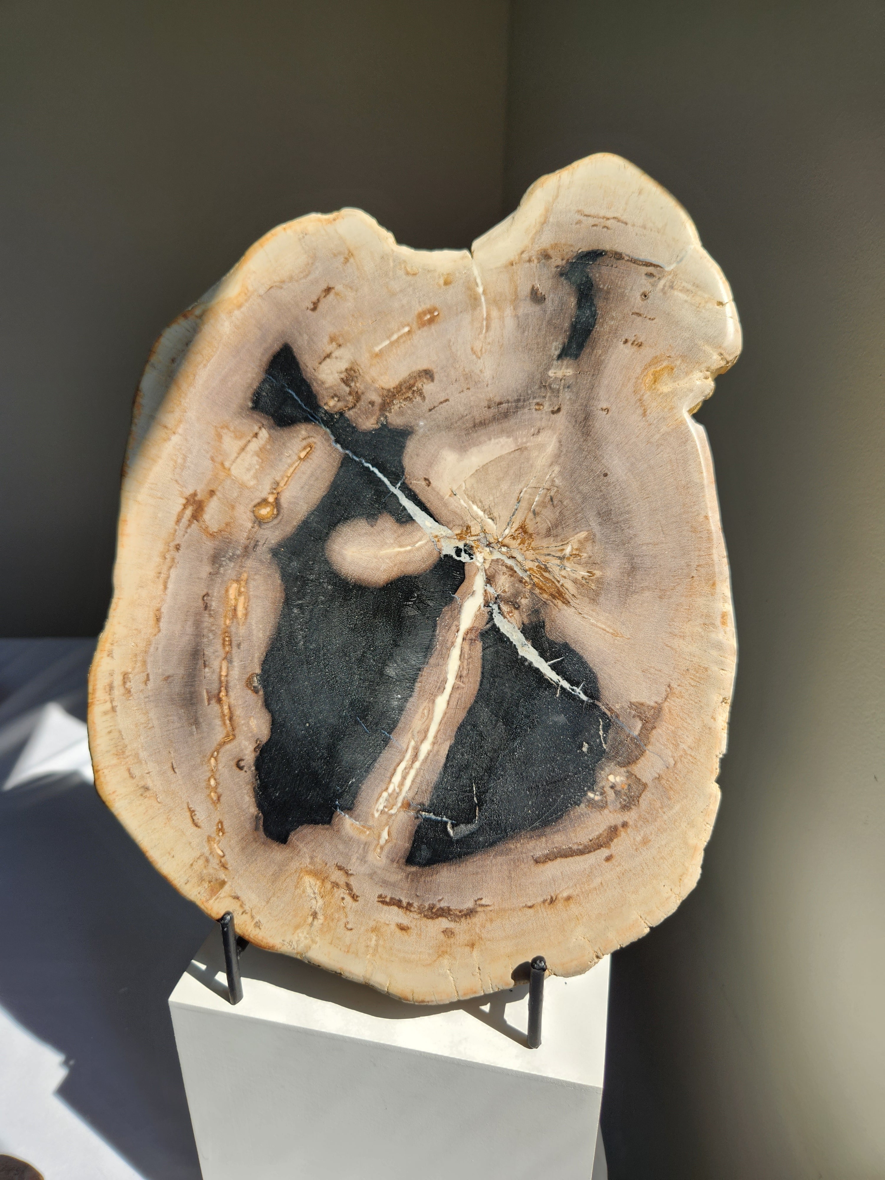 Petrified Wood Slab 002