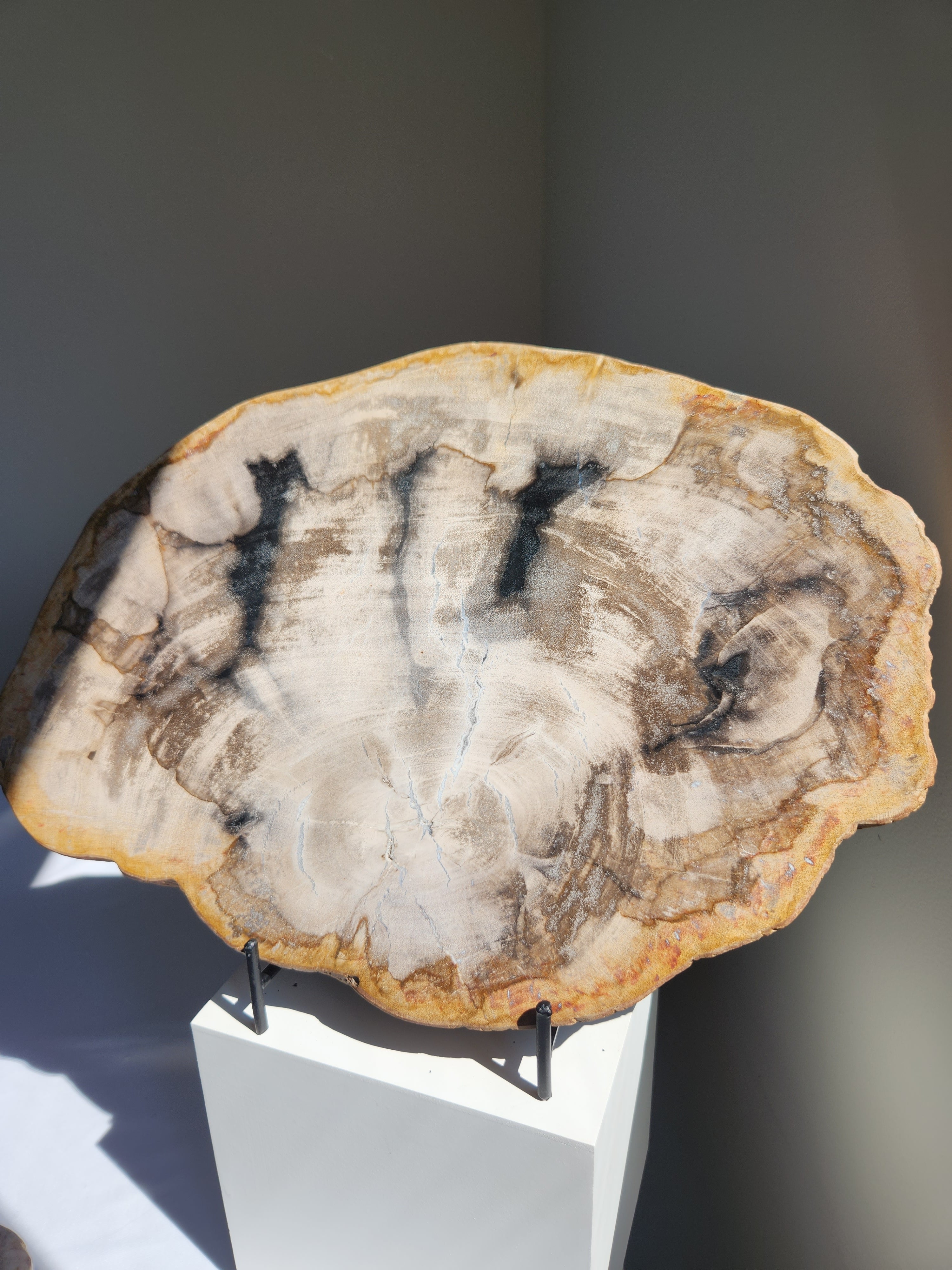 Petrified Wood Slab 005