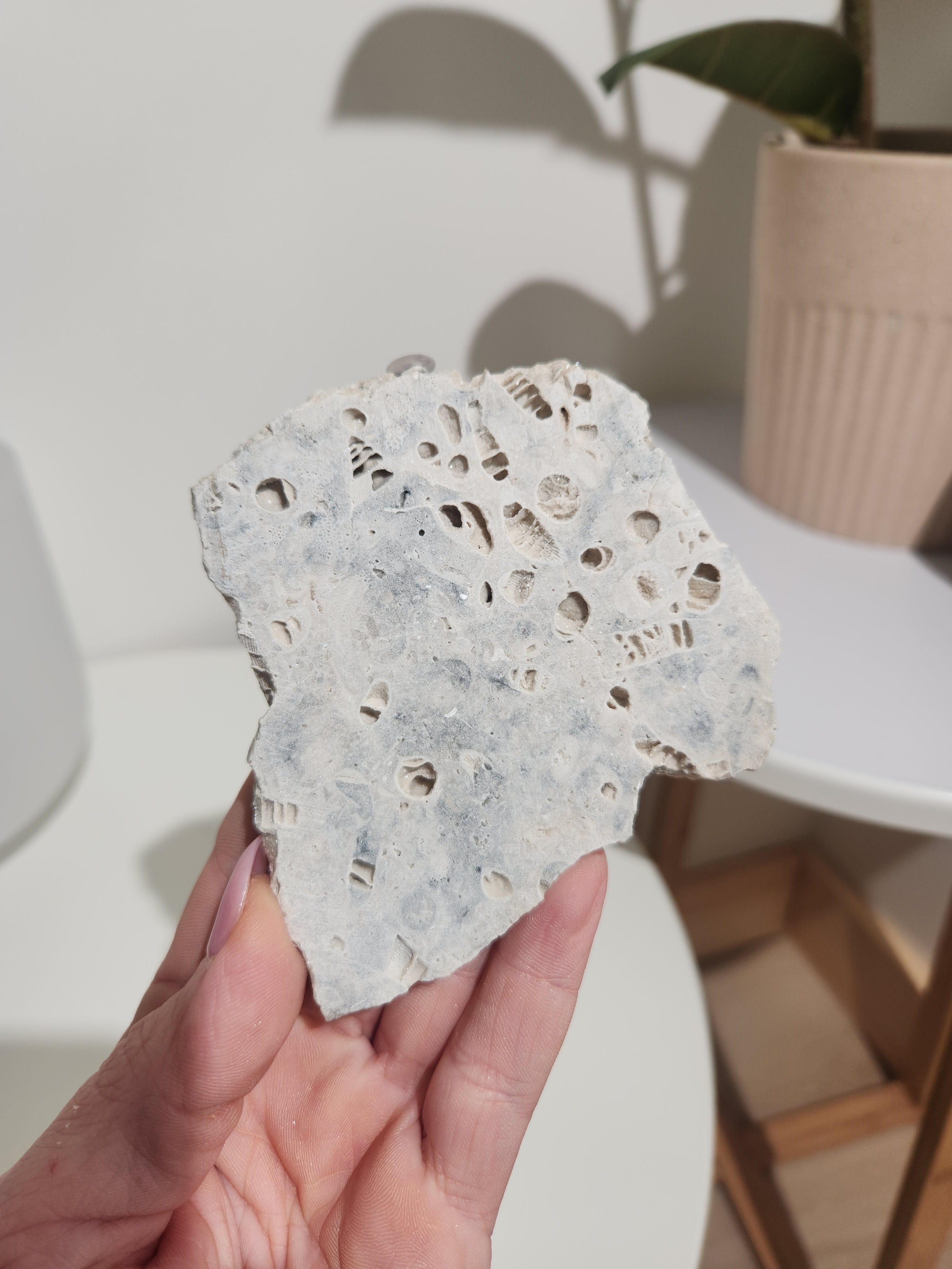 Fossilized Coral Slab 002