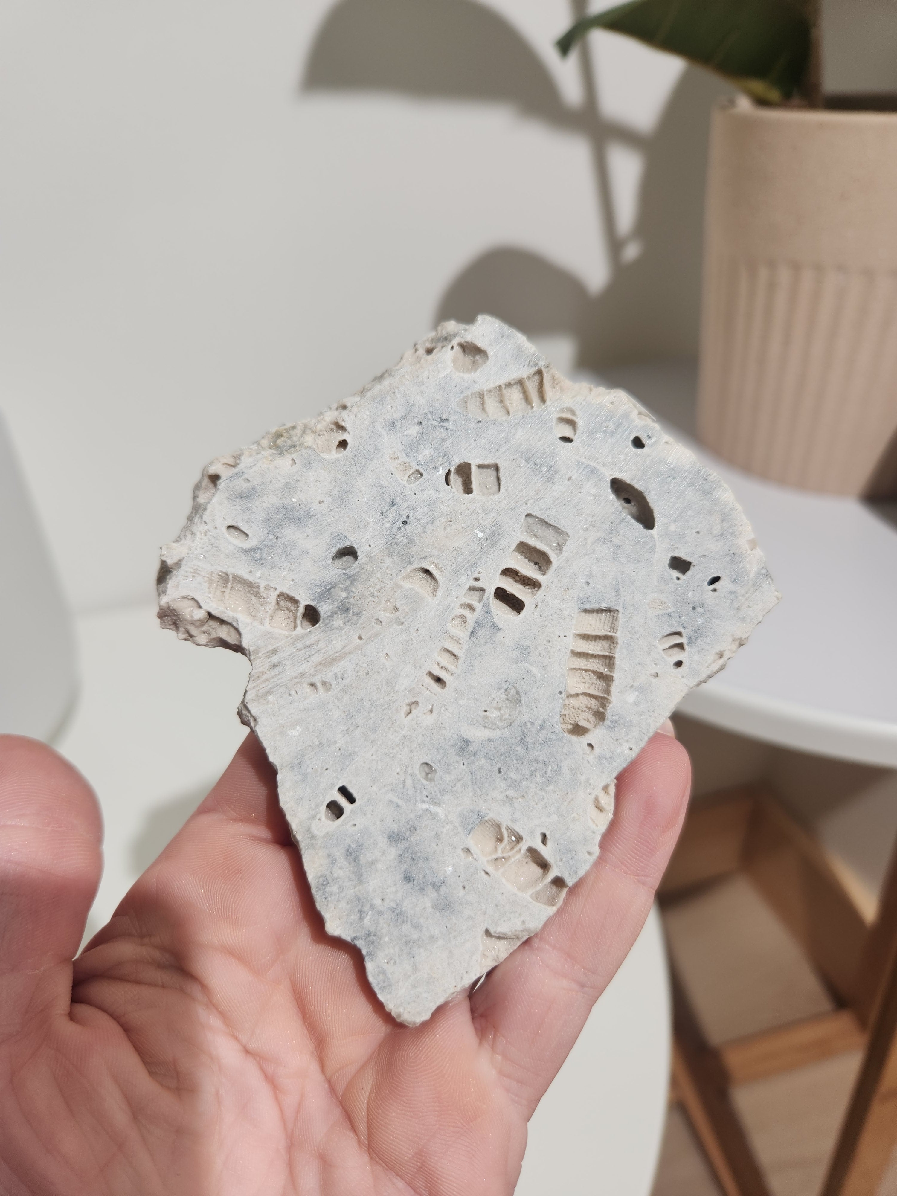 Fossilized Coral Slab 002