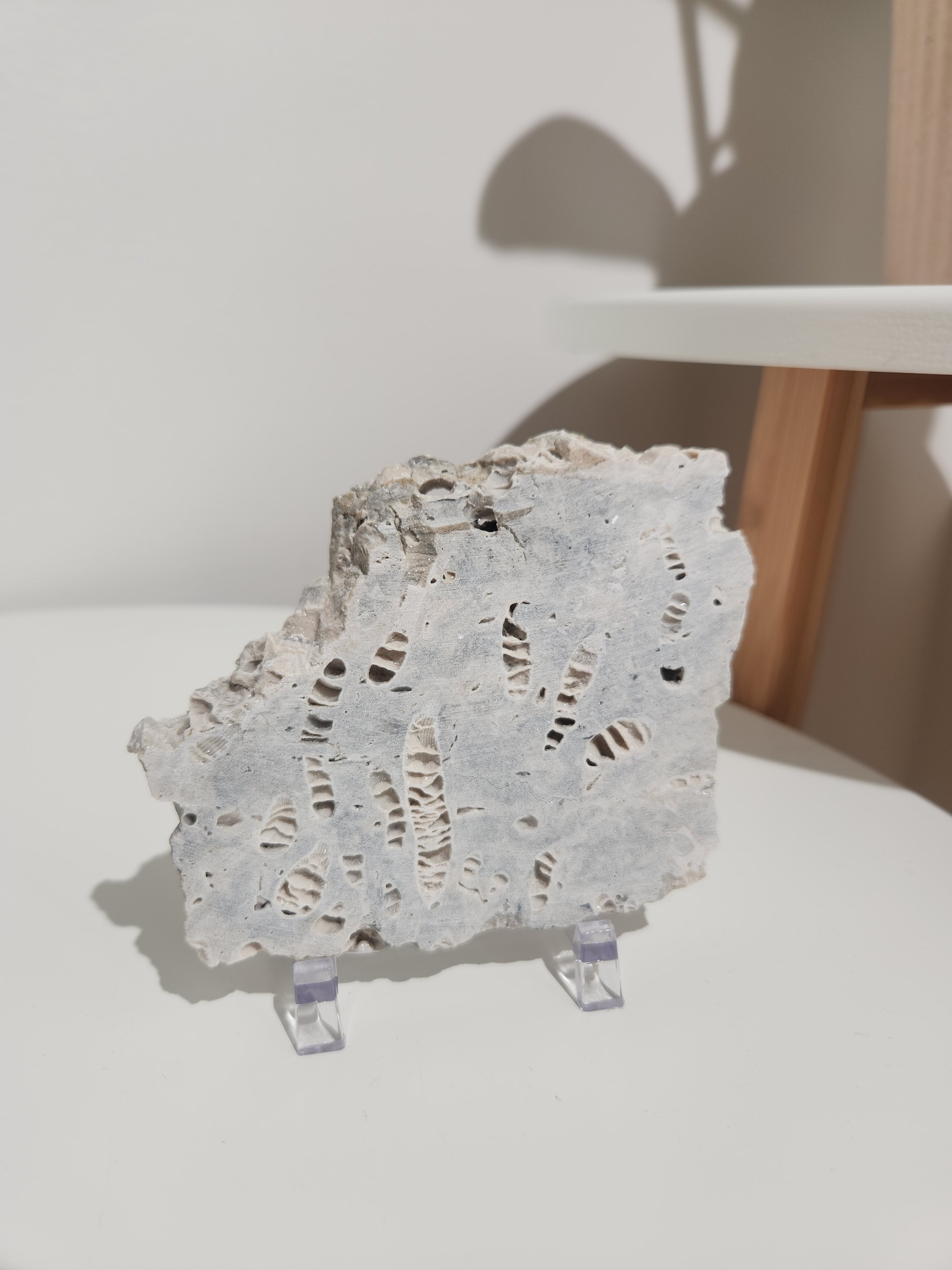 Fossilized Coral Slab 004