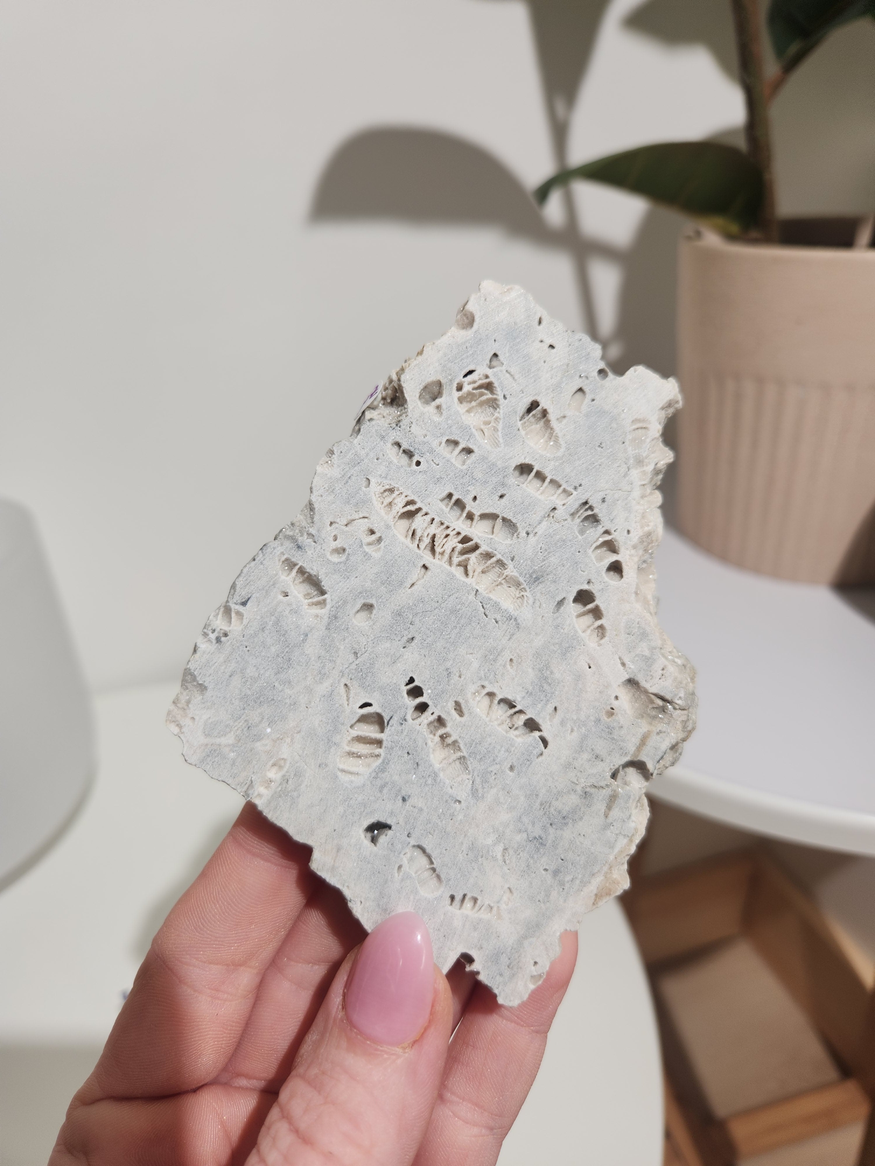 Fossilized Coral Slab 004