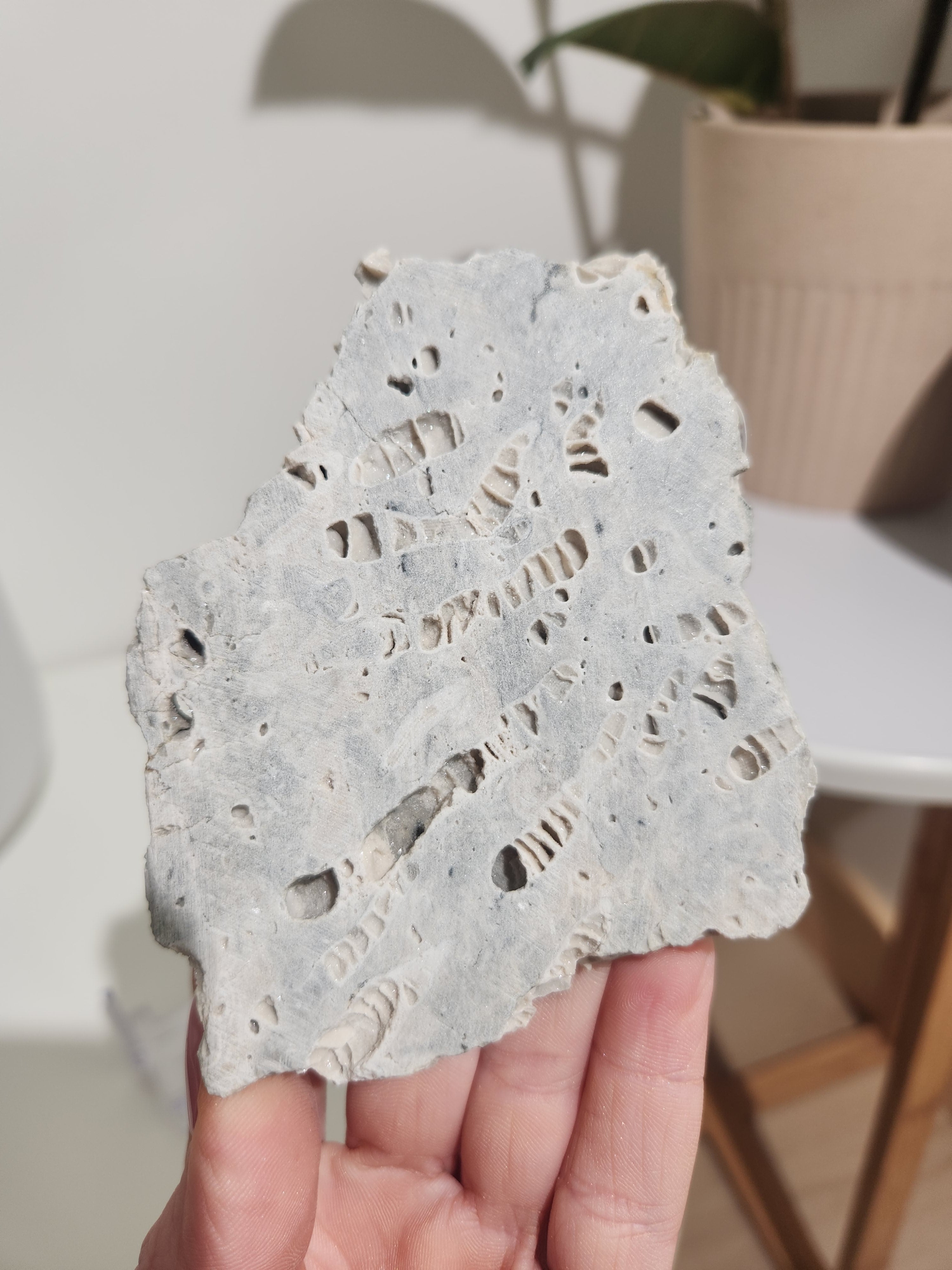 Fossilized Coral Slab 004