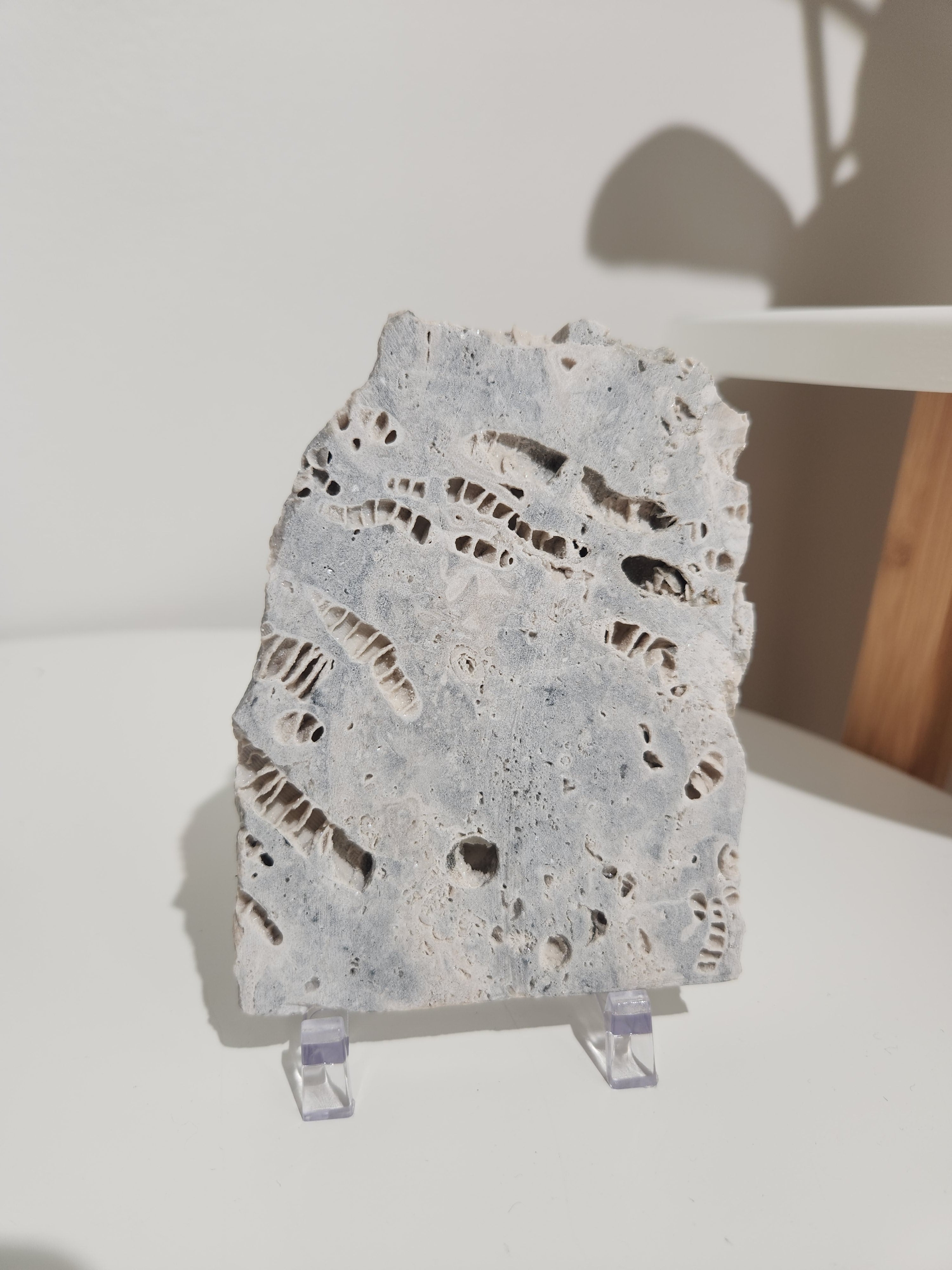 Fossilized Coral Slab 006