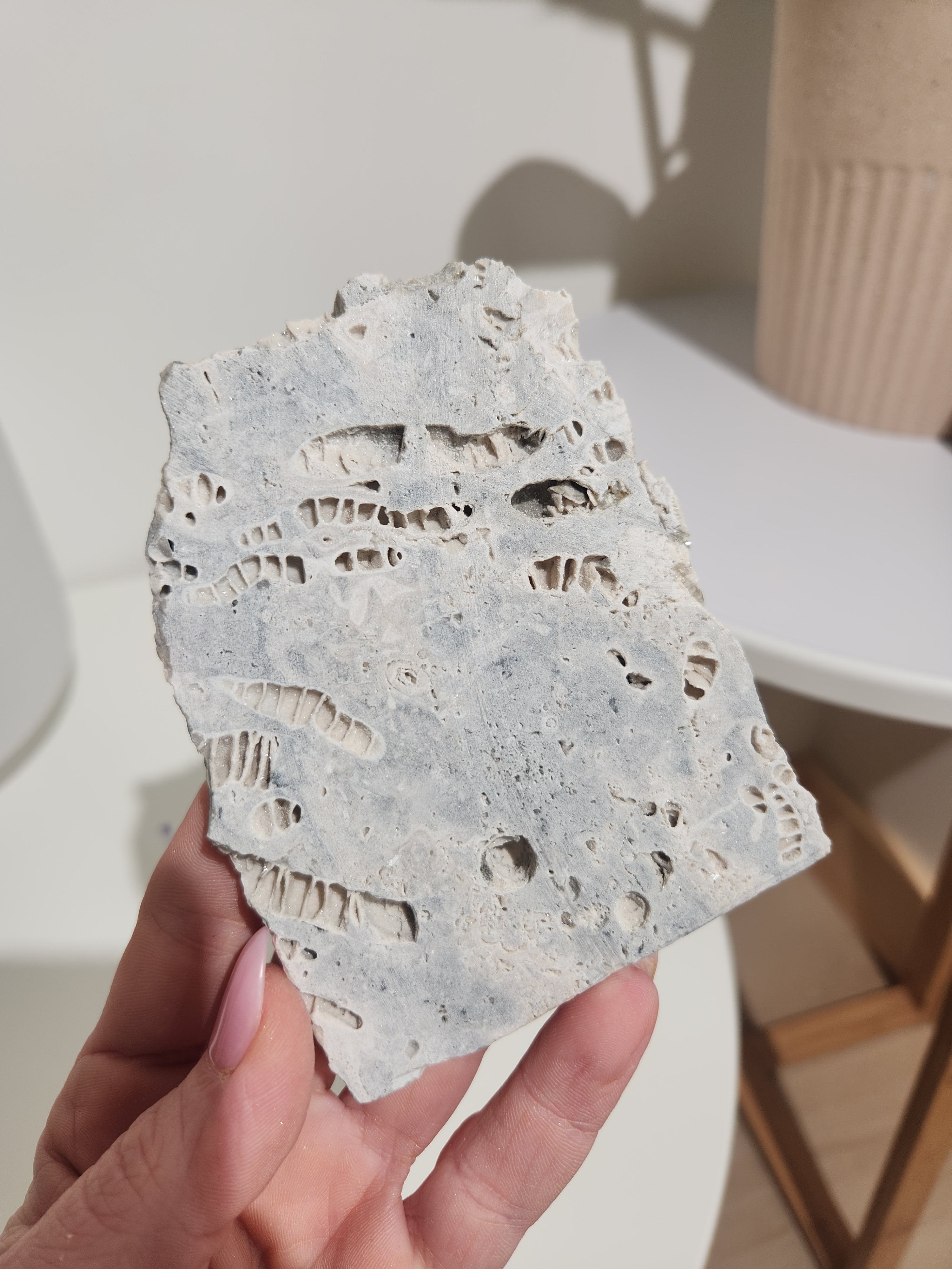 Fossilized Coral Slab 006