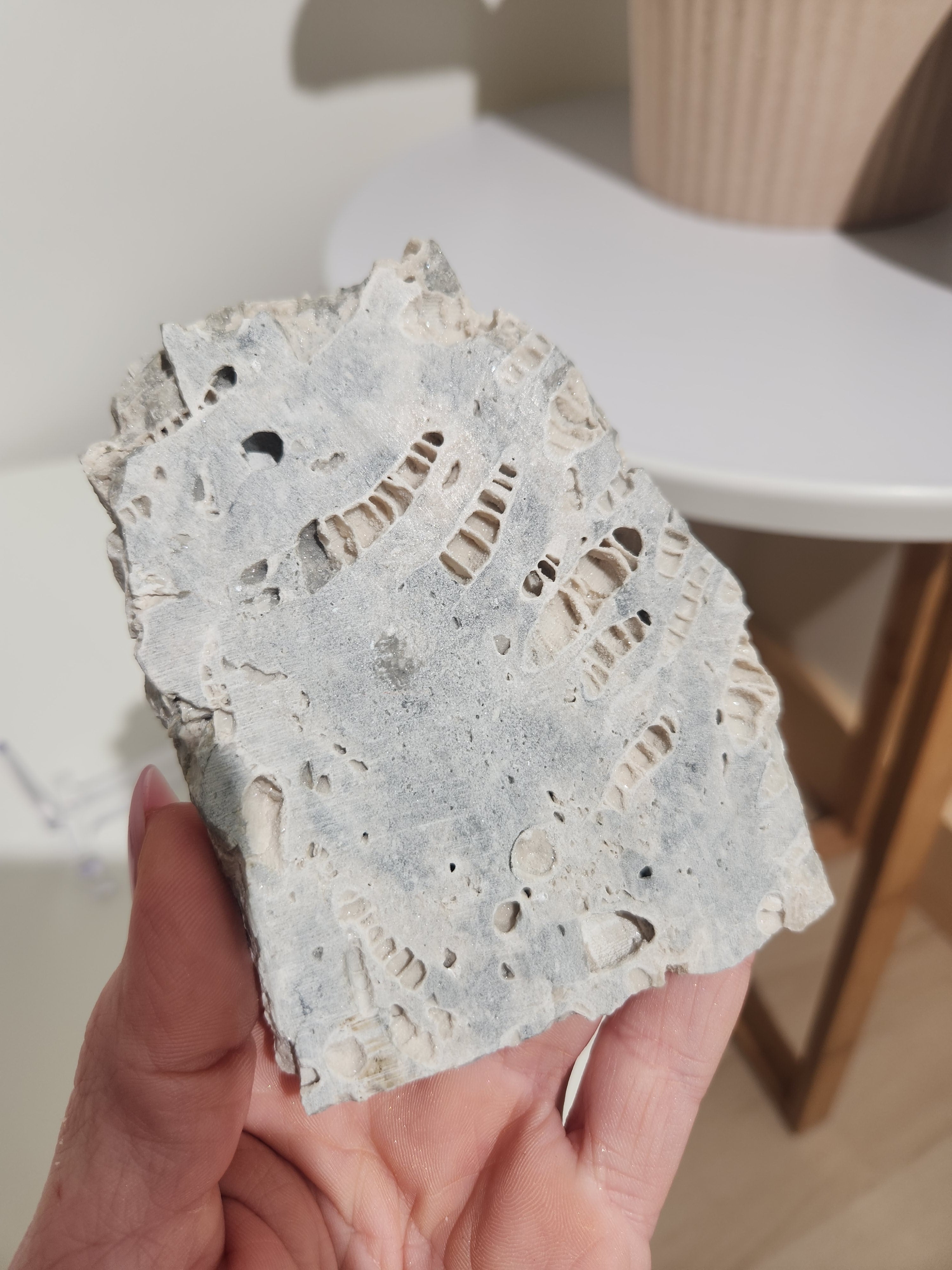 Fossilized Coral Slab 006