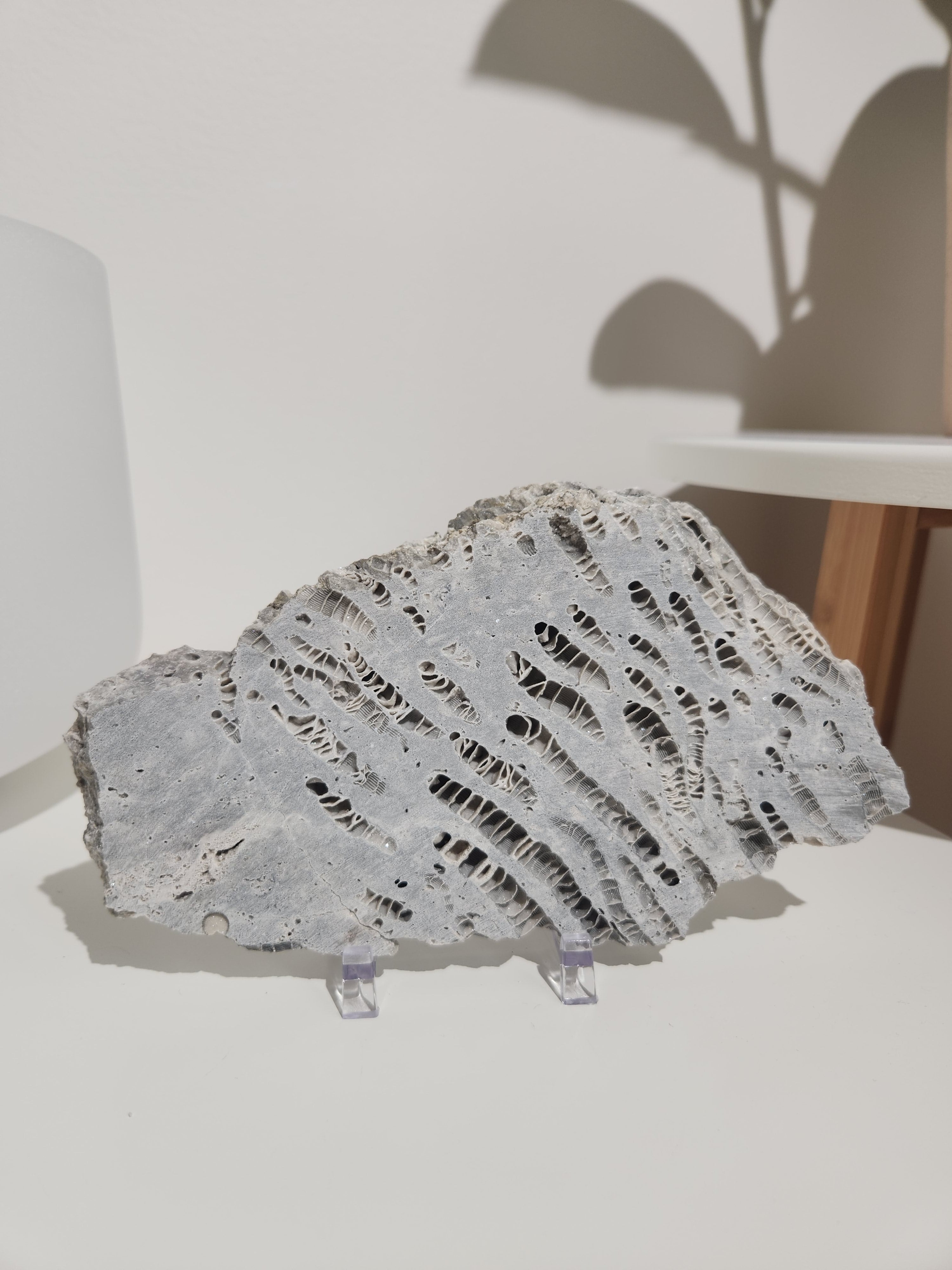 Fossilized Coral Slab 007
