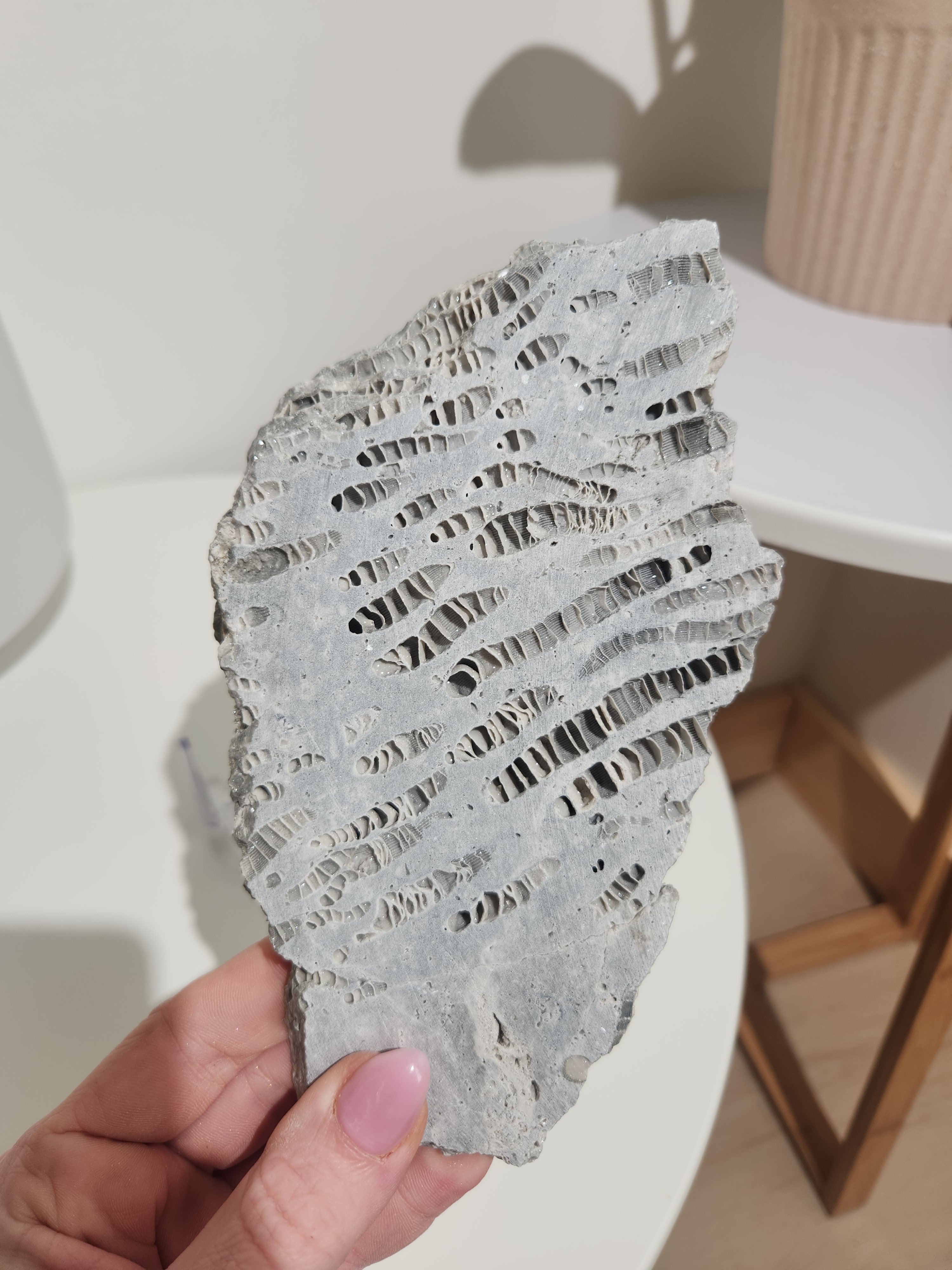 Fossilized Coral Slab 007