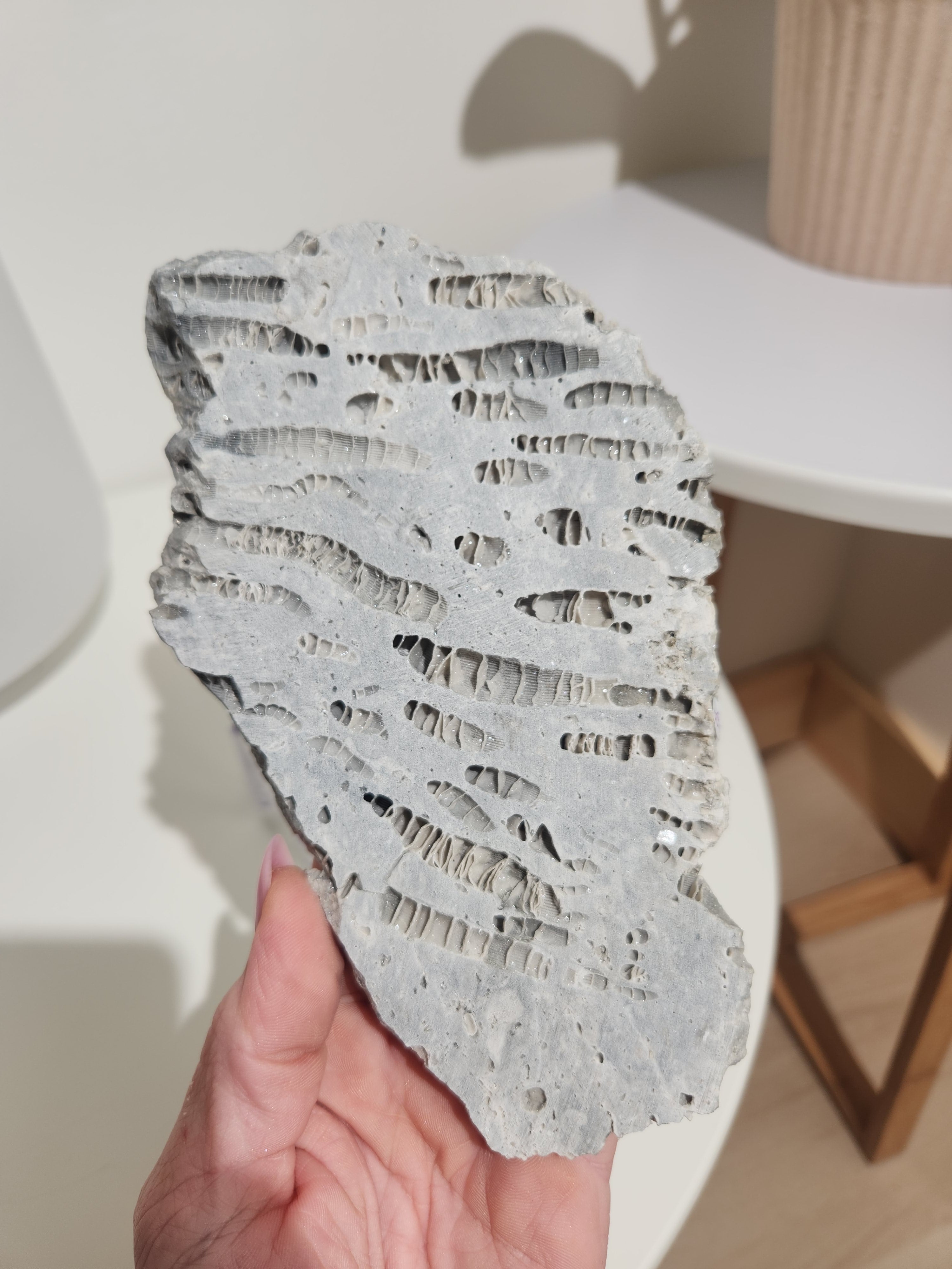 Fossilized Coral Slab 007