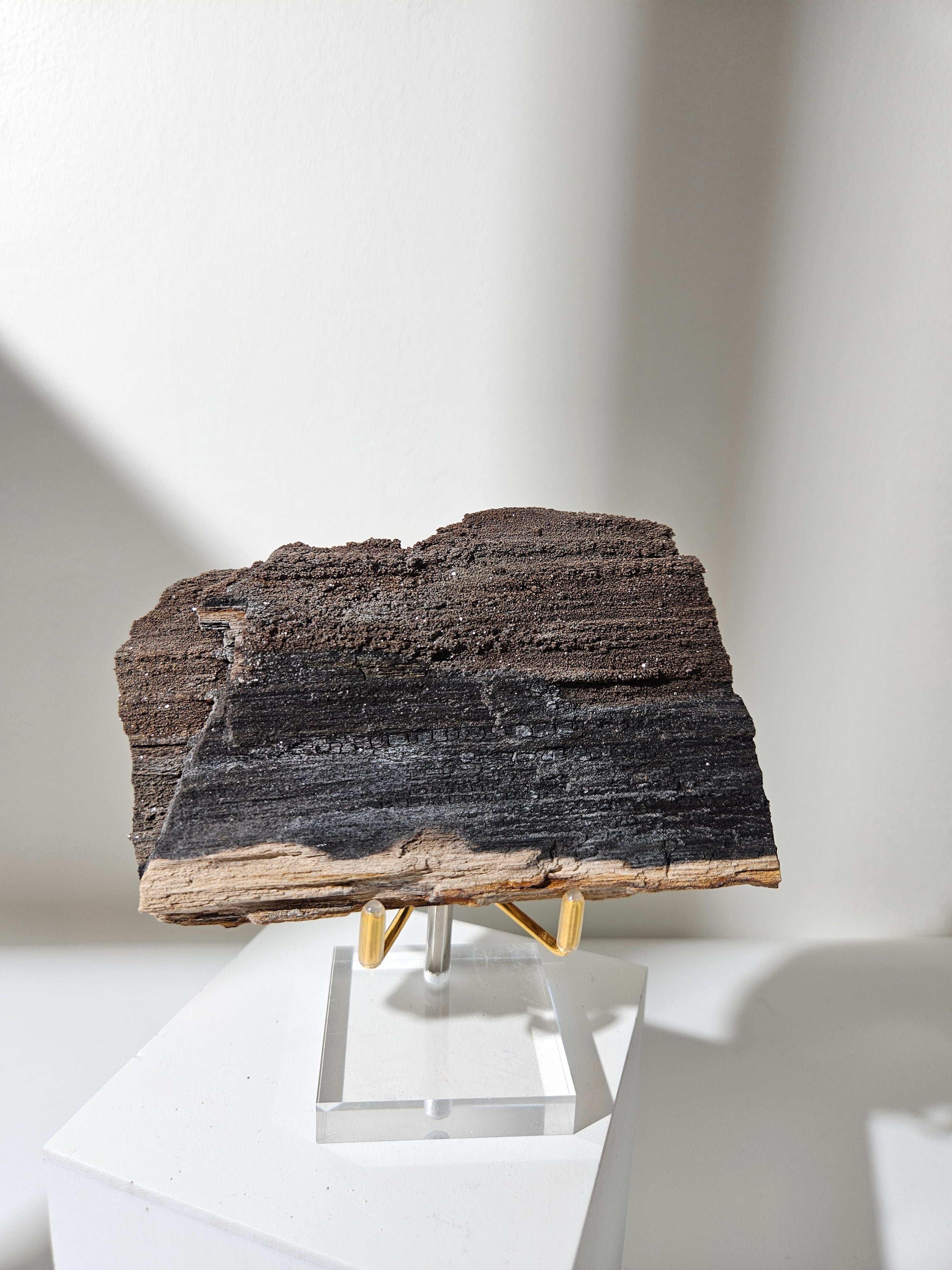 Permineralized Wood 002