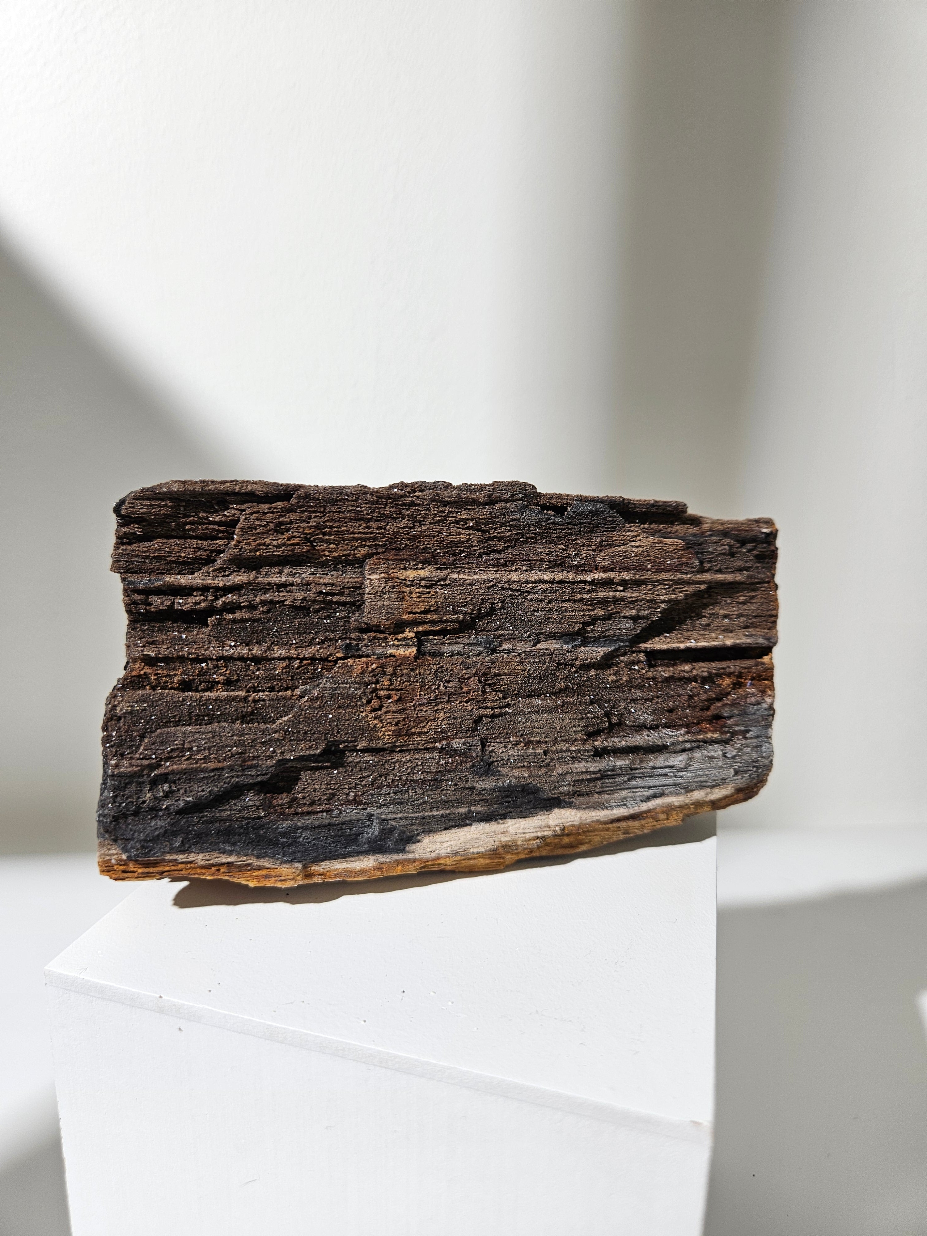 Permineralized Wood 003