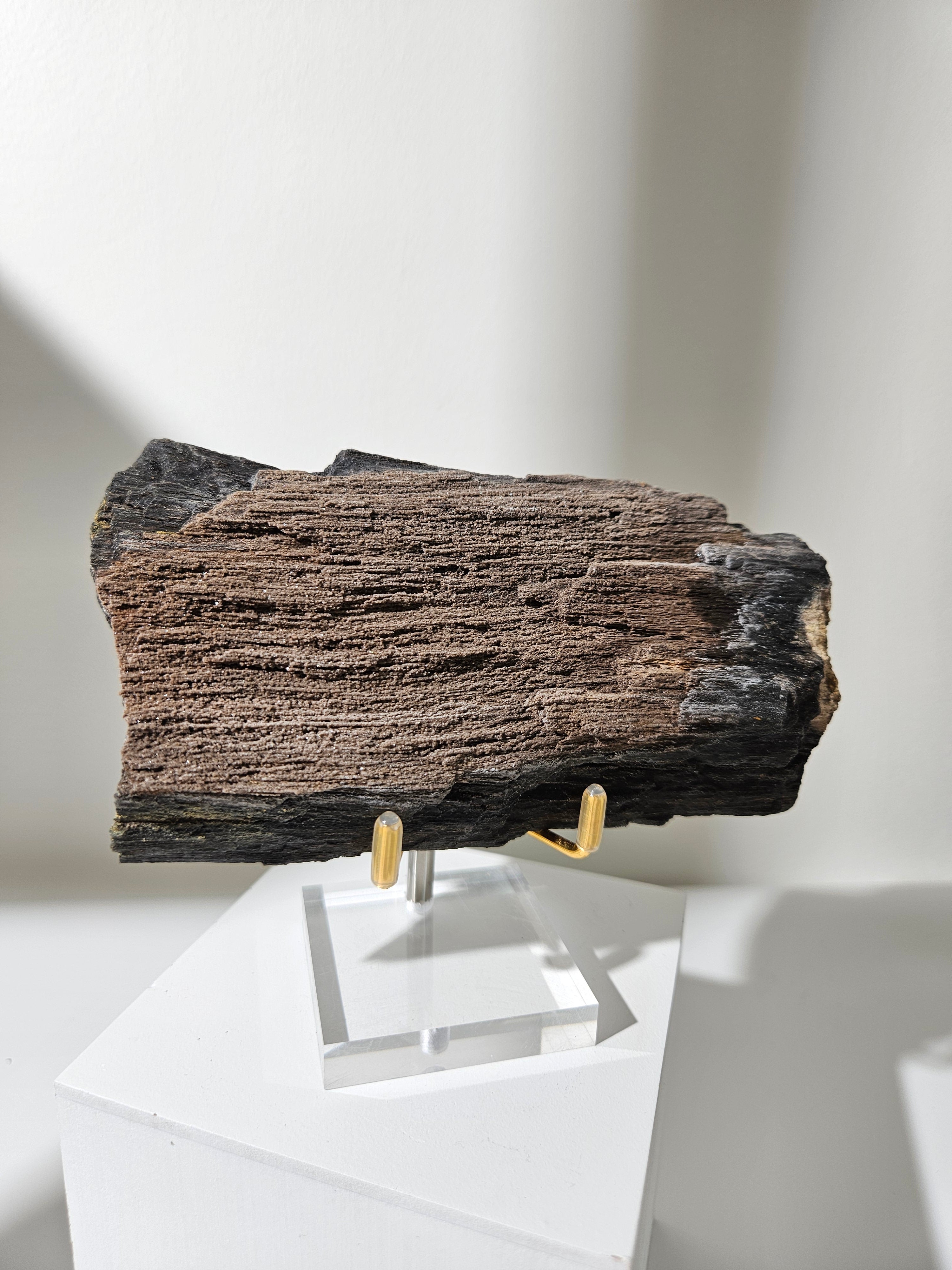 Permineralized Wood 005