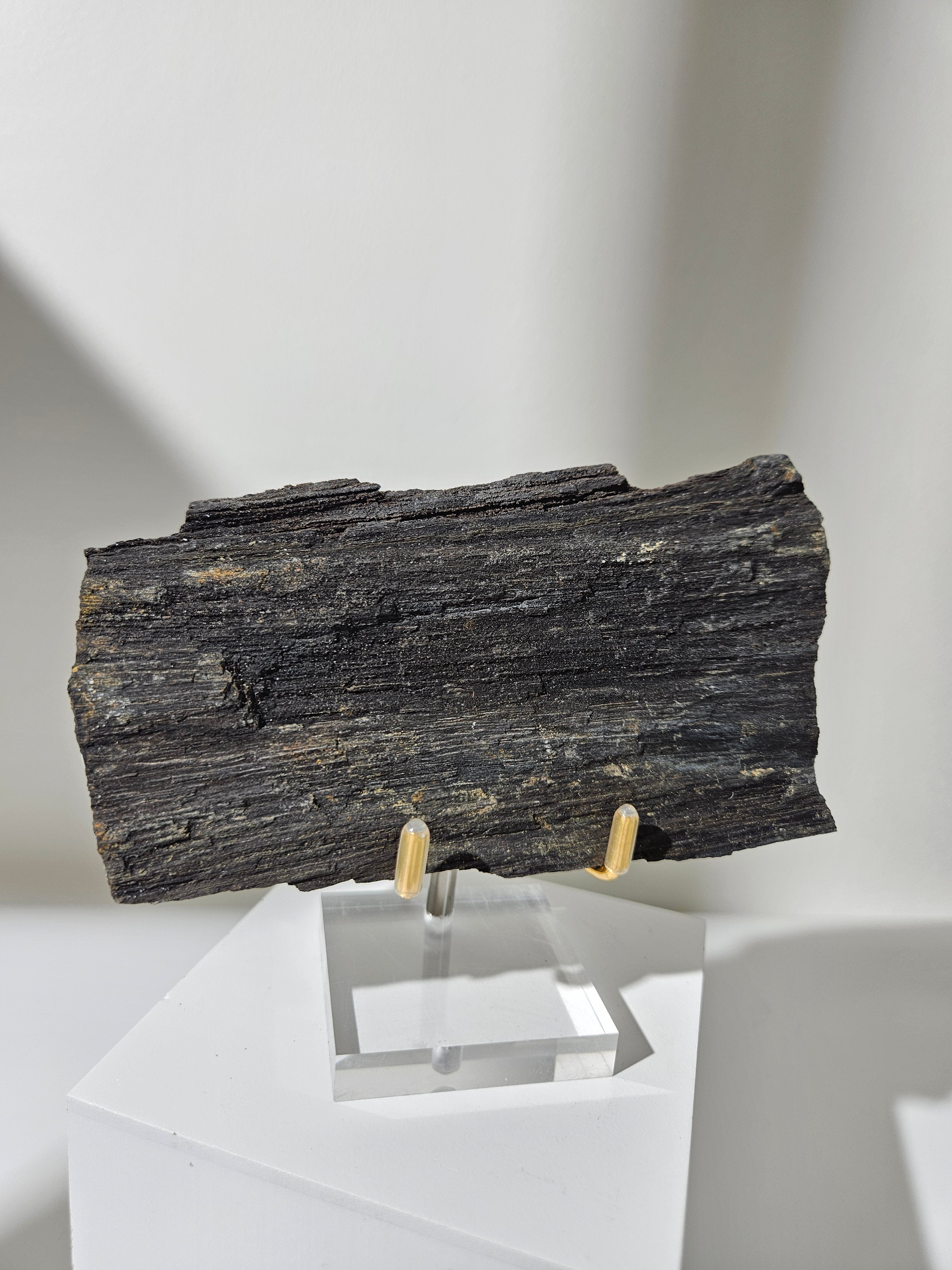 Permineralized Wood 005