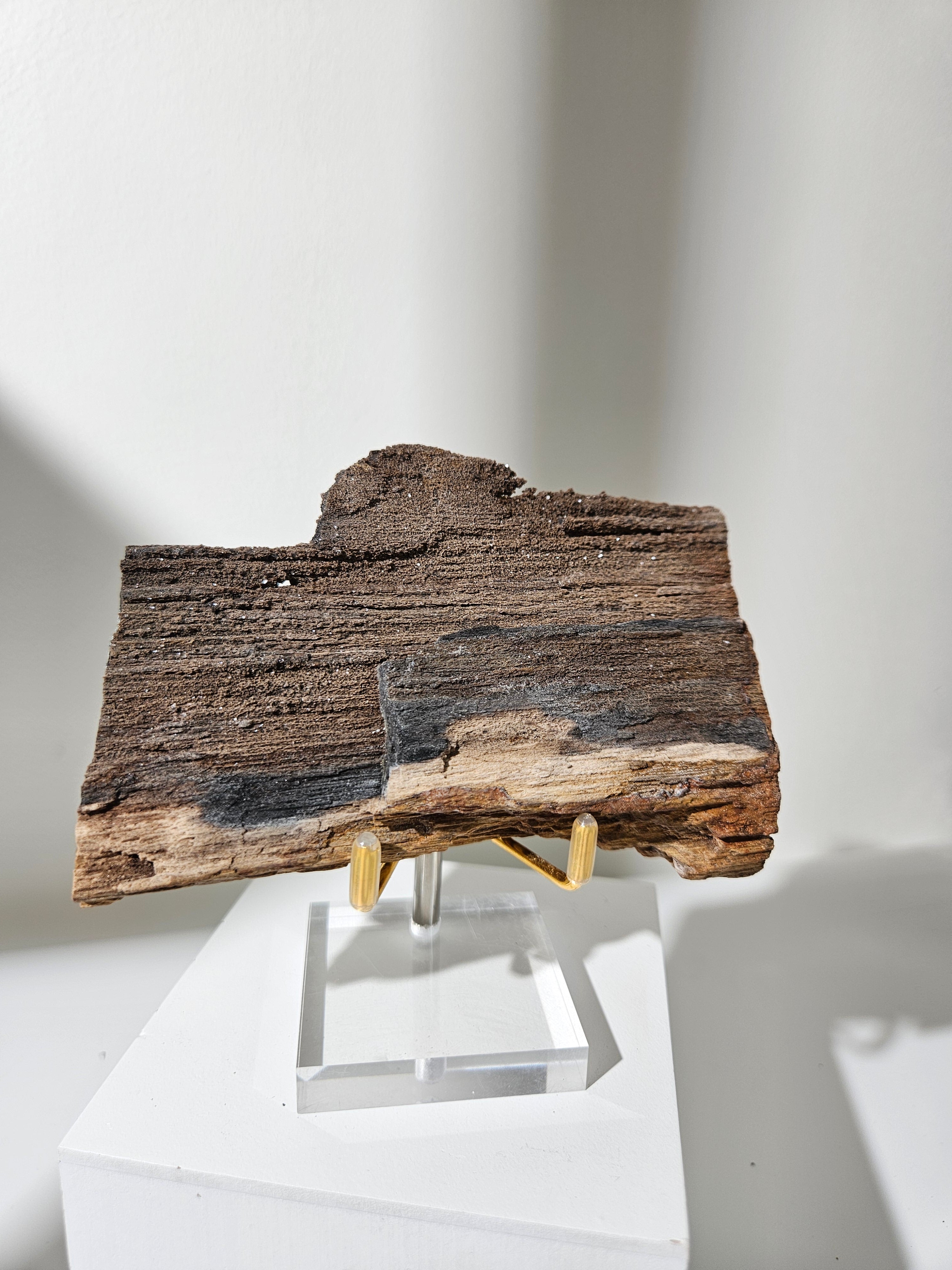 Permineralized Wood 006