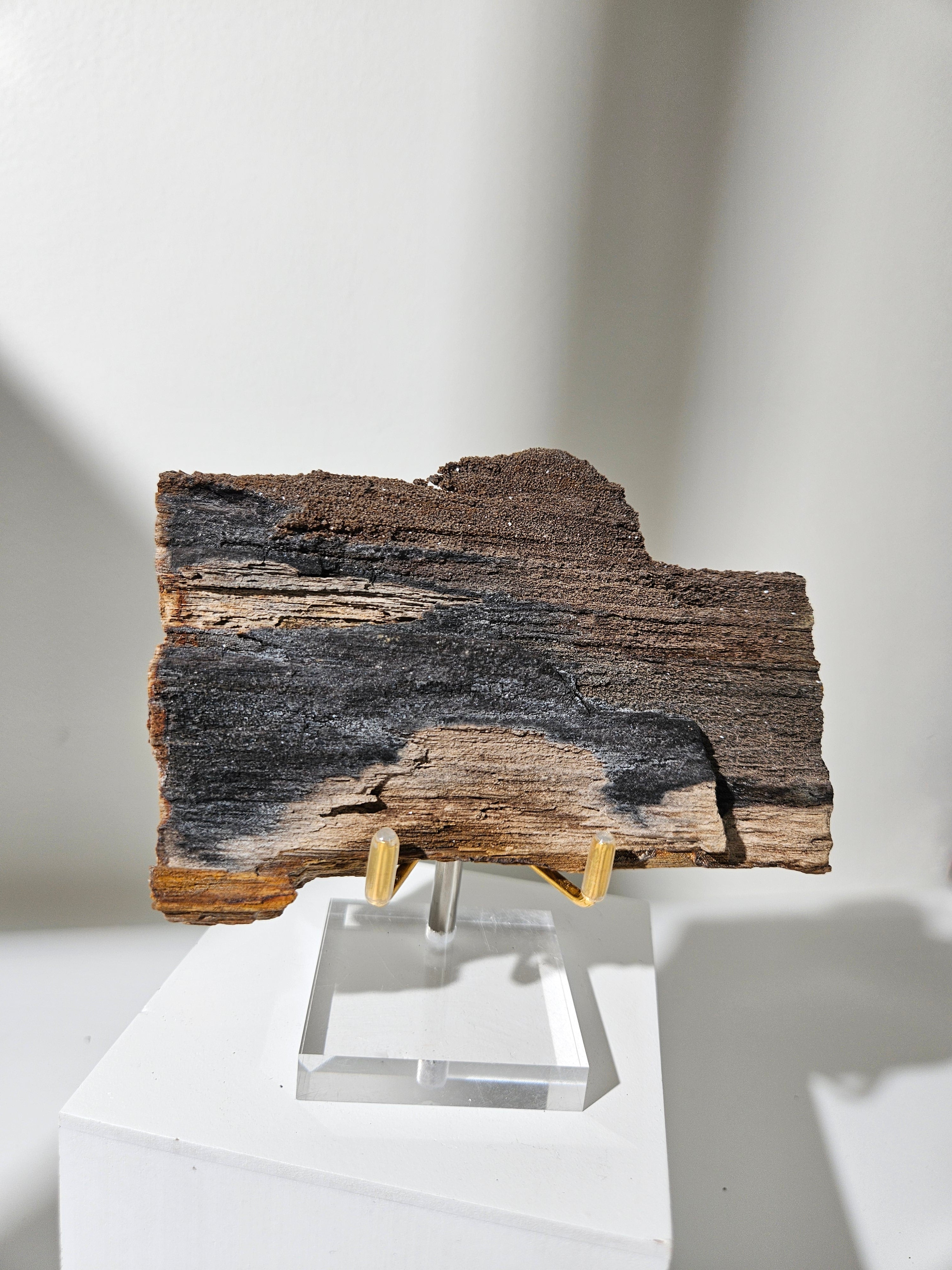 Permineralized Wood 006