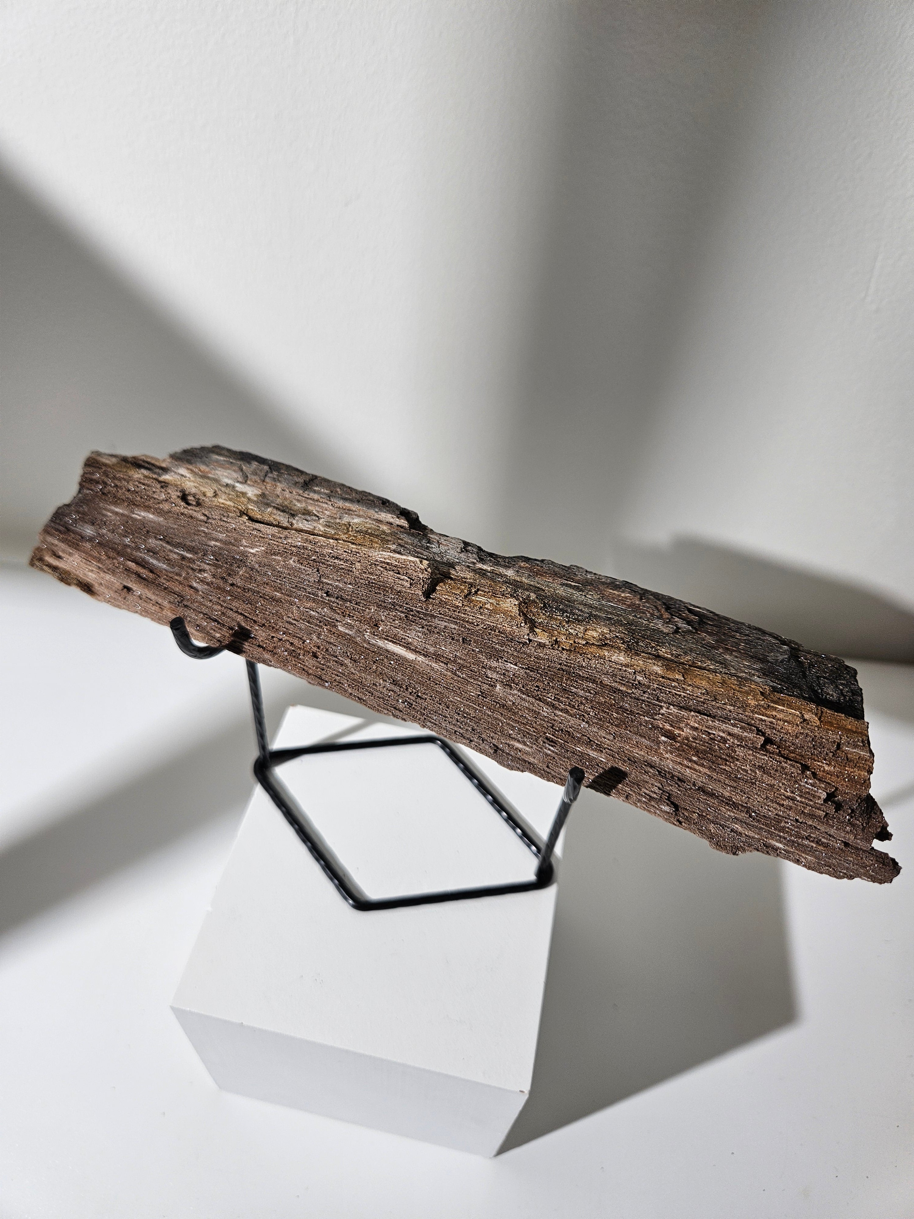 Permineralized Wood 007