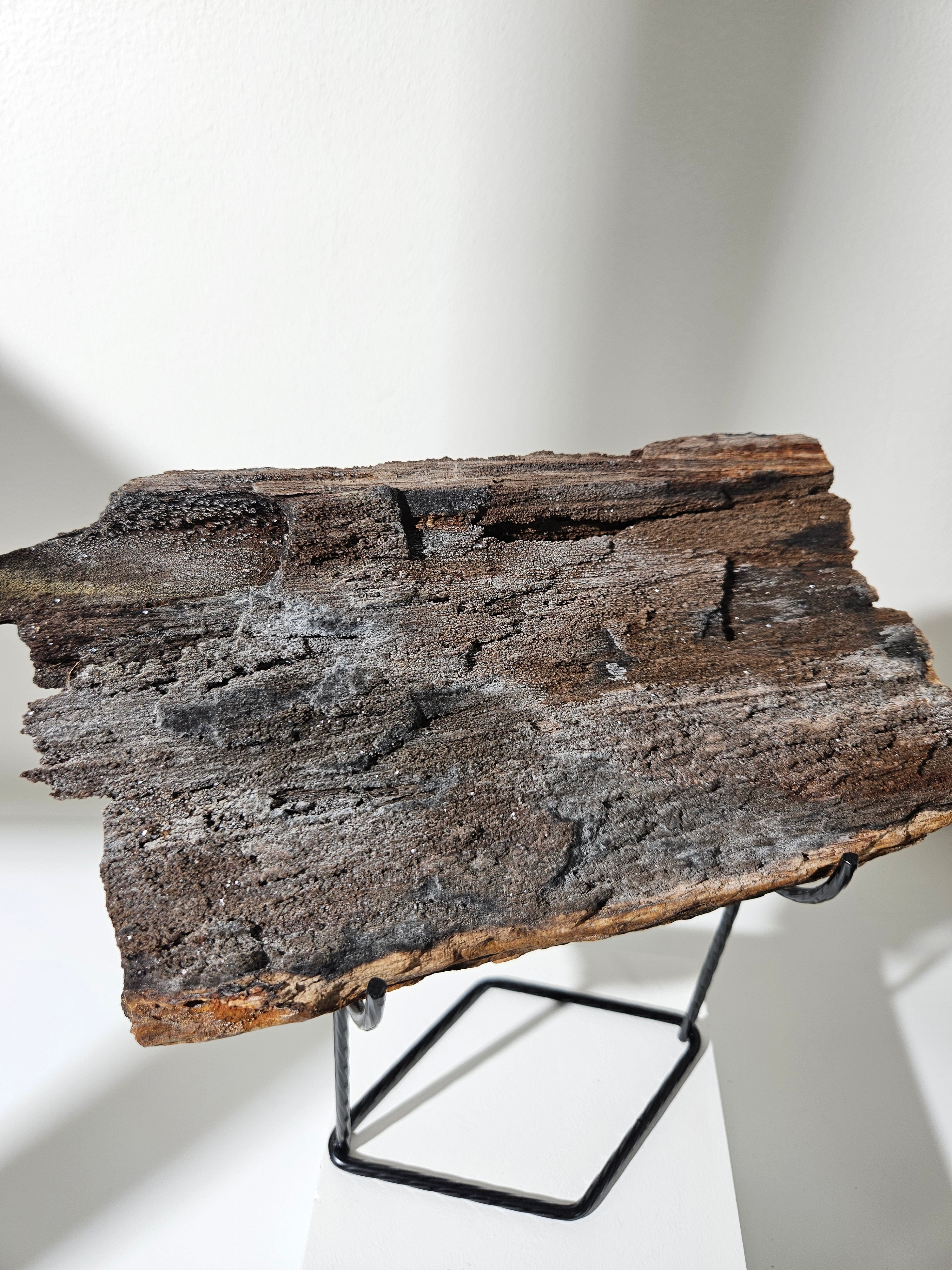 Permineralized Wood 008