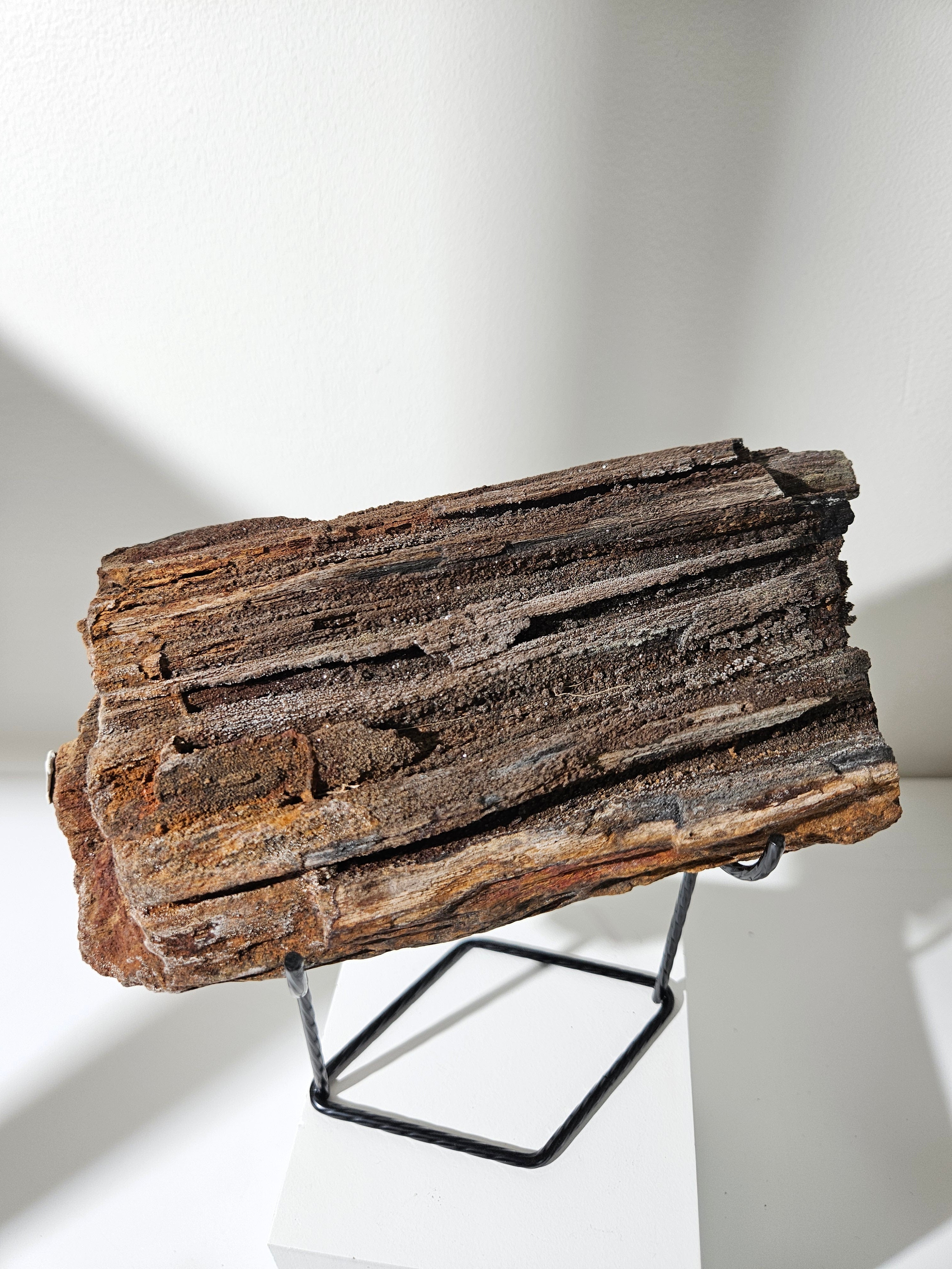 Permineralized Wood 008