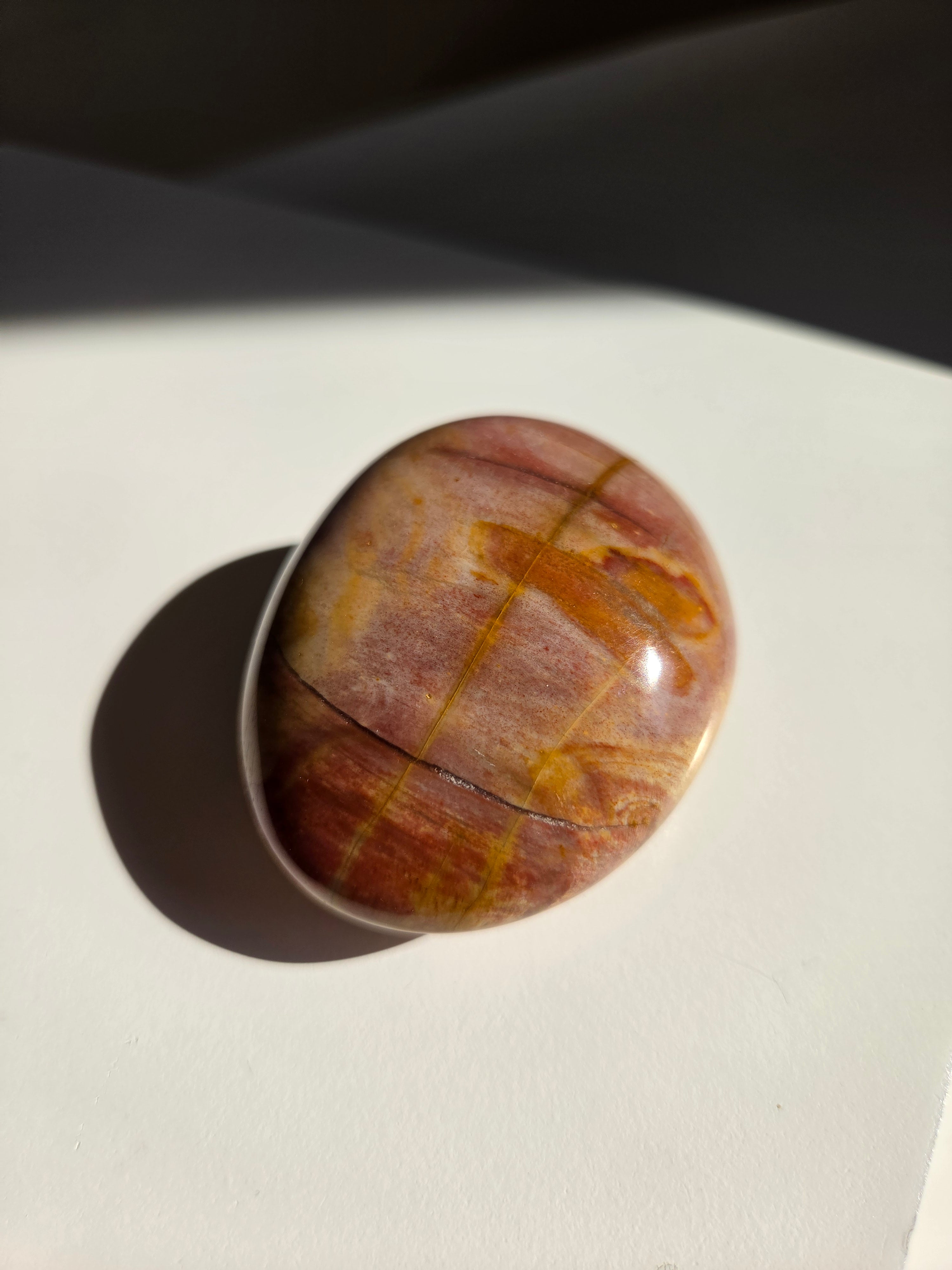 Petrified Wood Palm 002