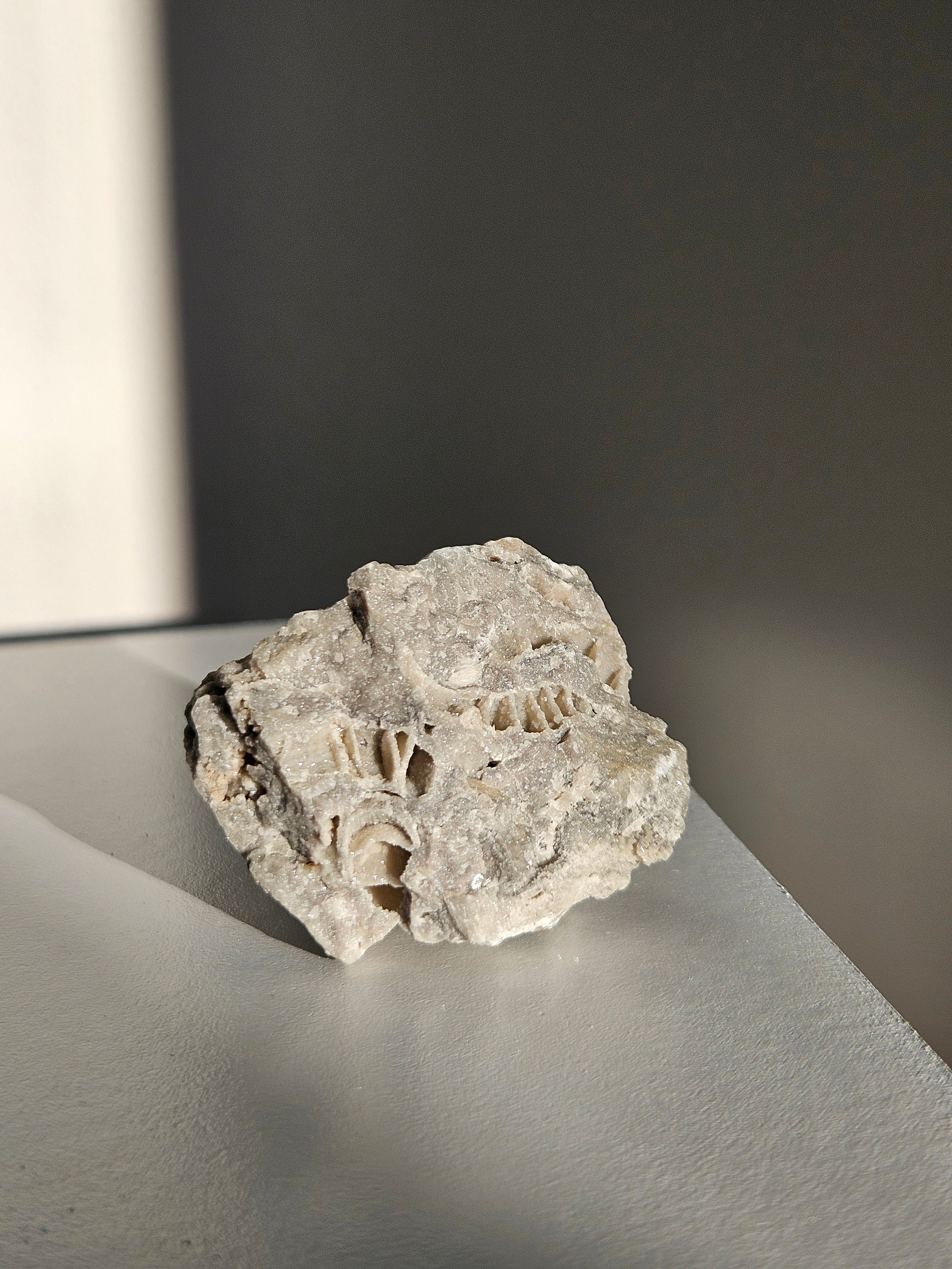 Fossilized Coral 003