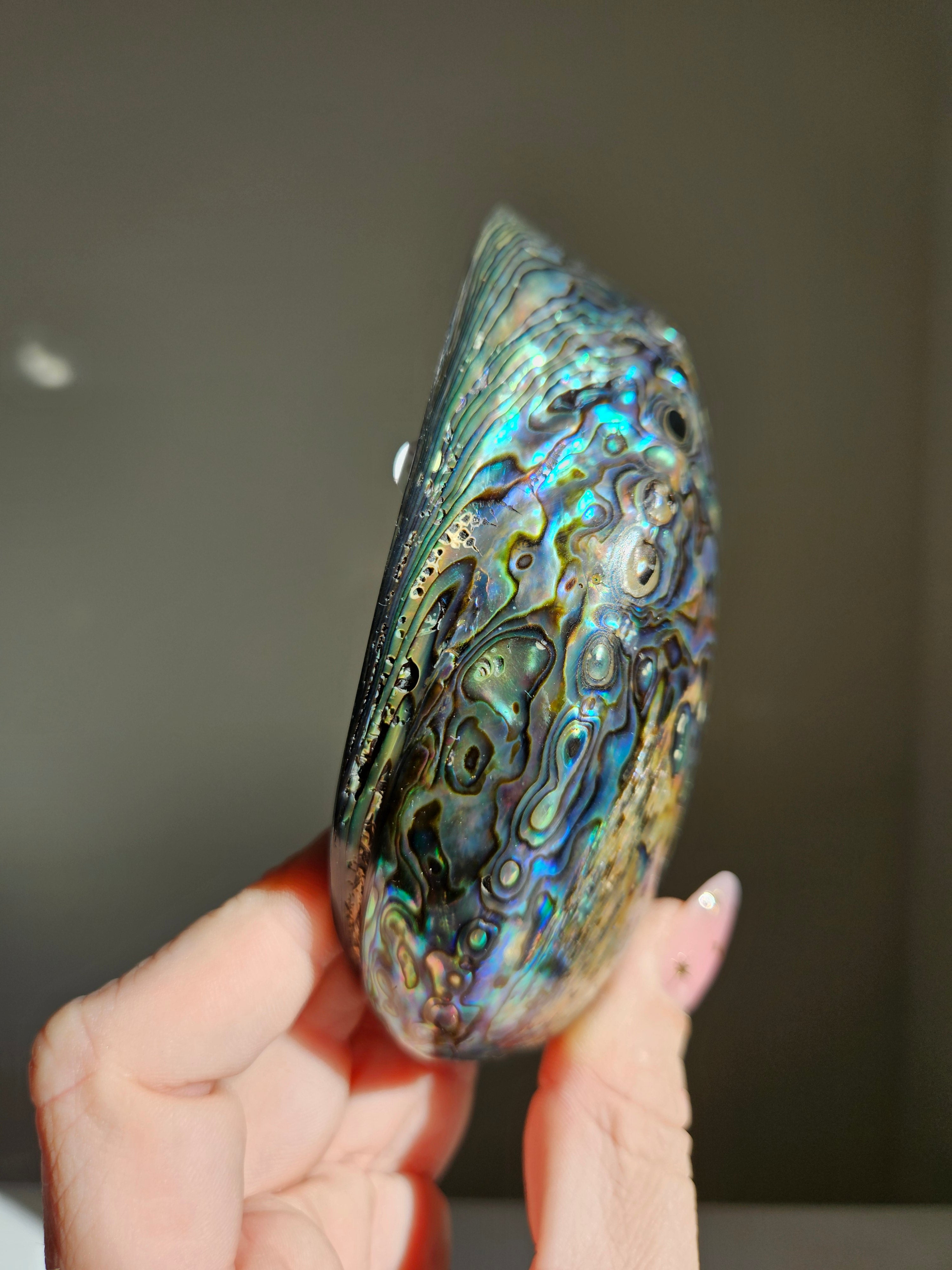 Polished Abalone Shell 008