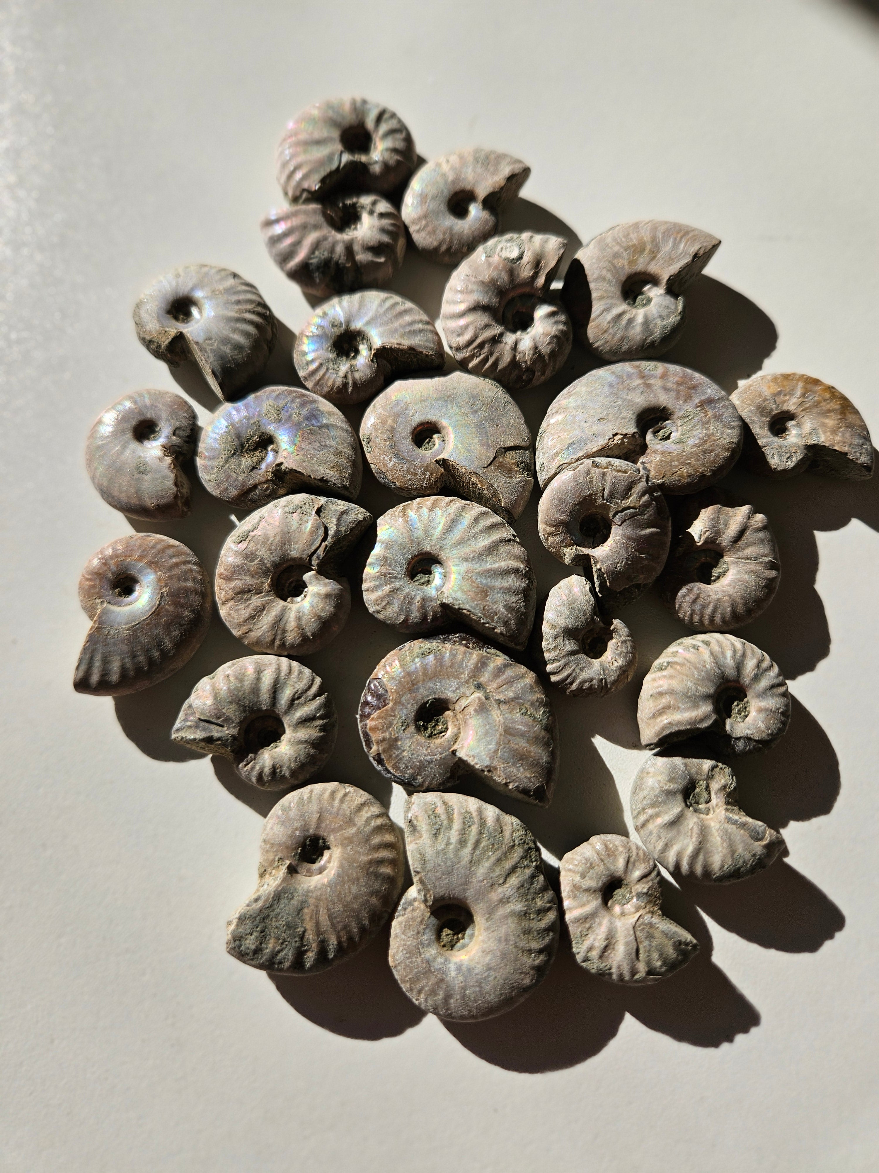 Iridescent Ammonite Shell Set