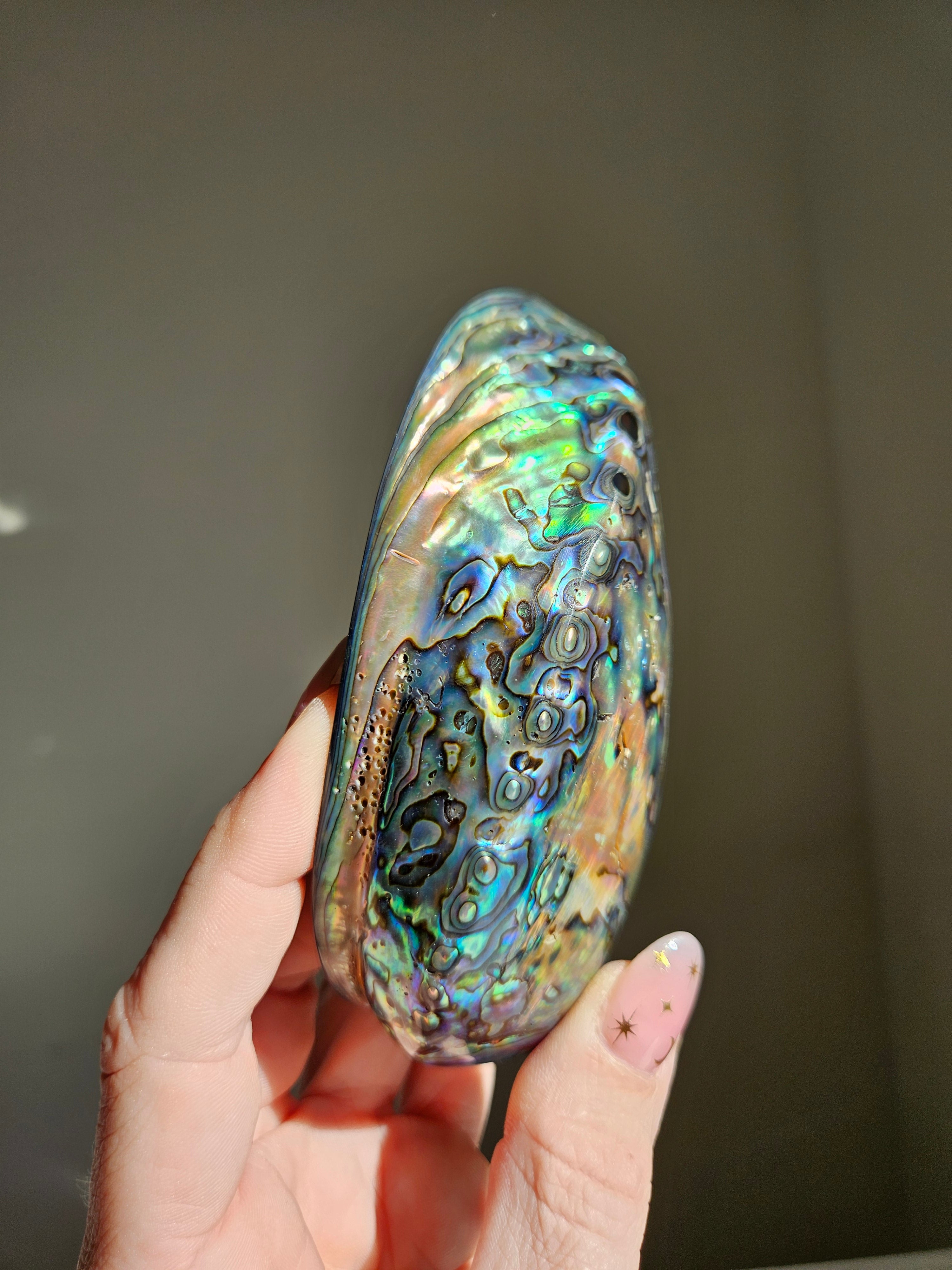 Polished Abalone Shell 005