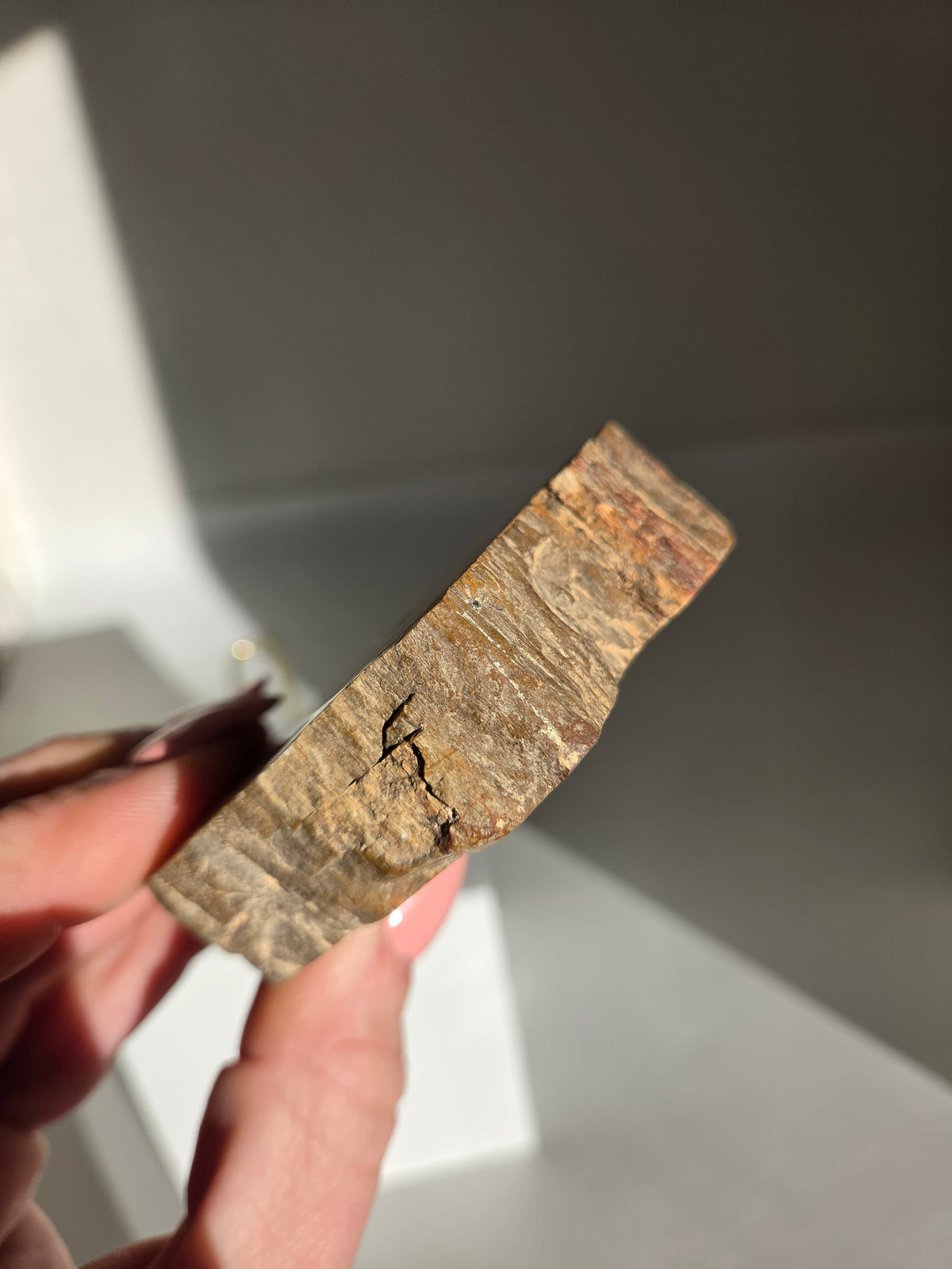 Petrified Wood Slab 003