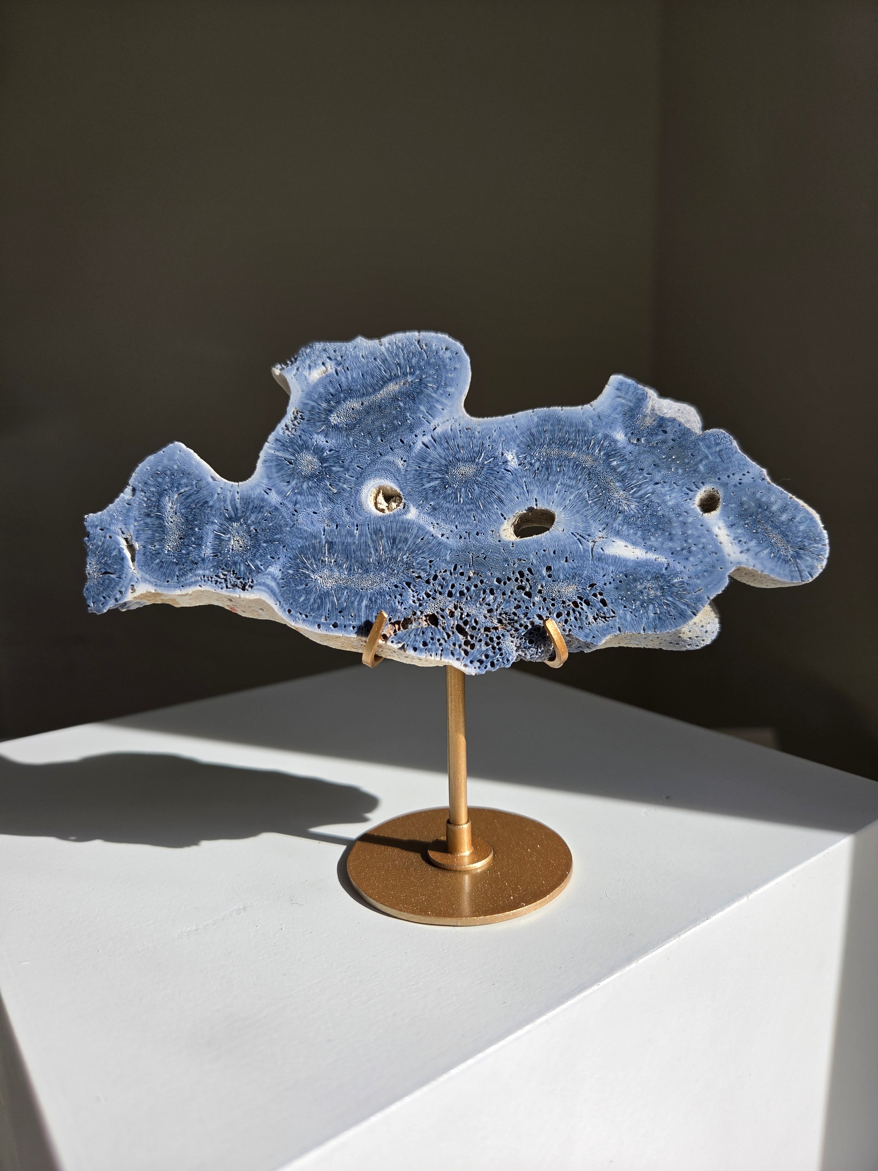 Blue Coral 003