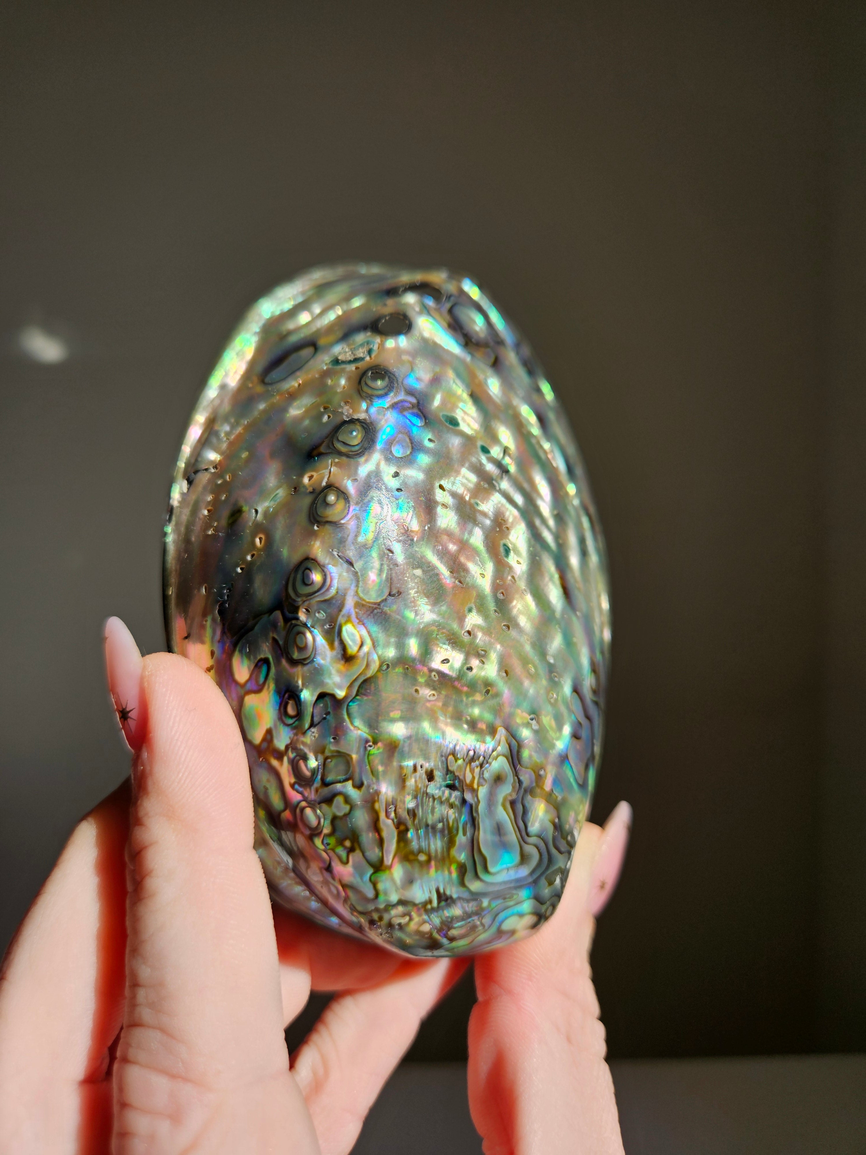 Polished Abalone Shell 001
