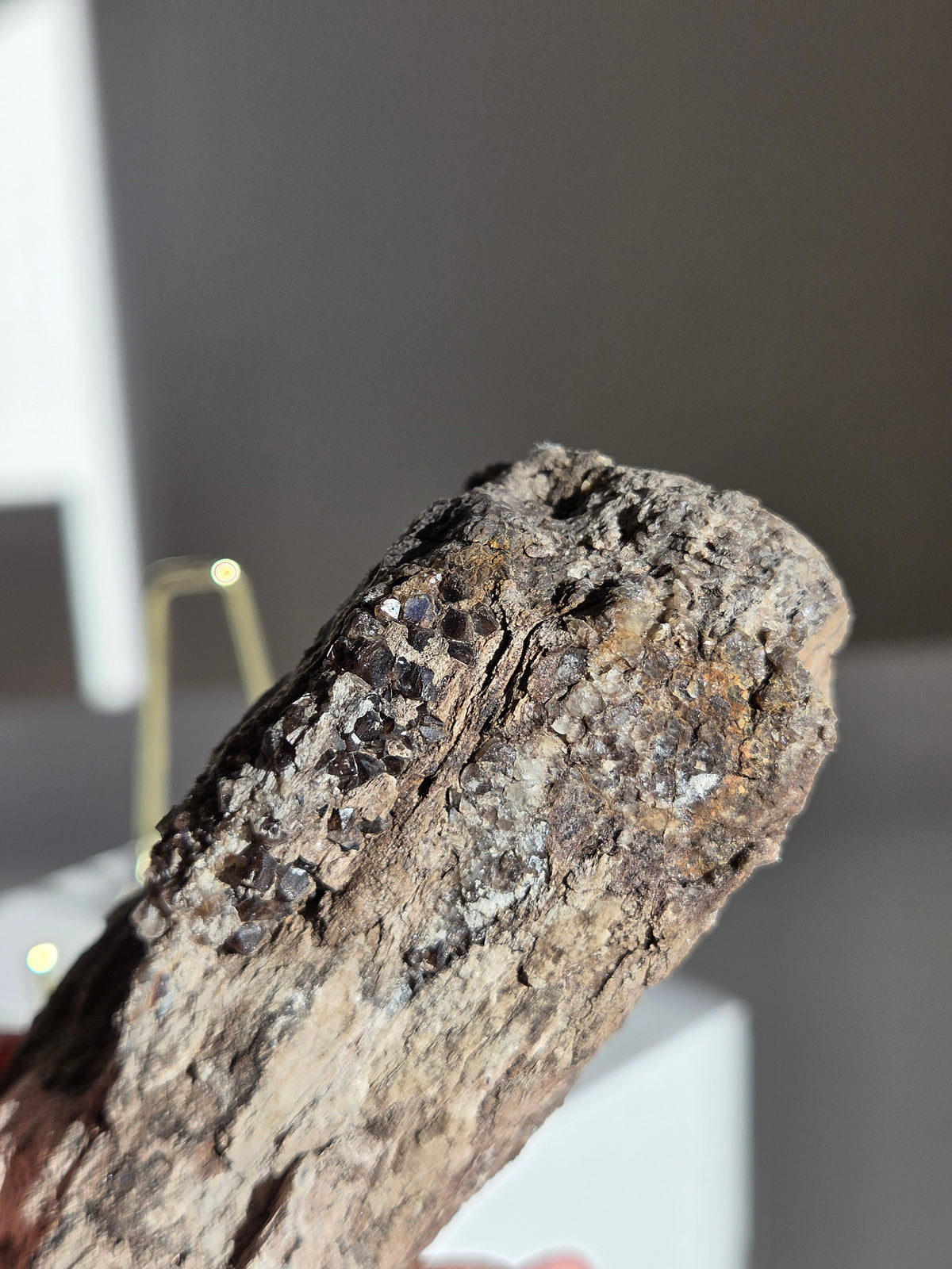 Smoky Quartz on Fossilized Wood 005