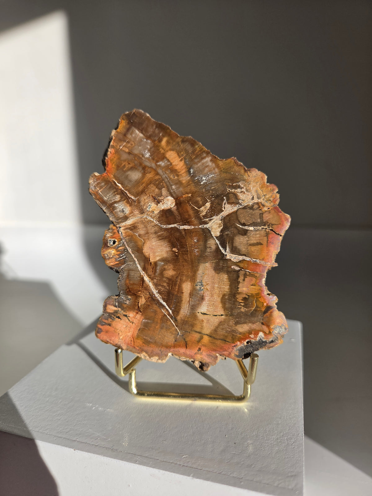 Petrified Wood Slab 006