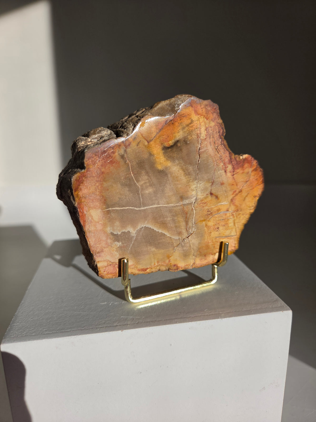 Petrified Wood Slab 003