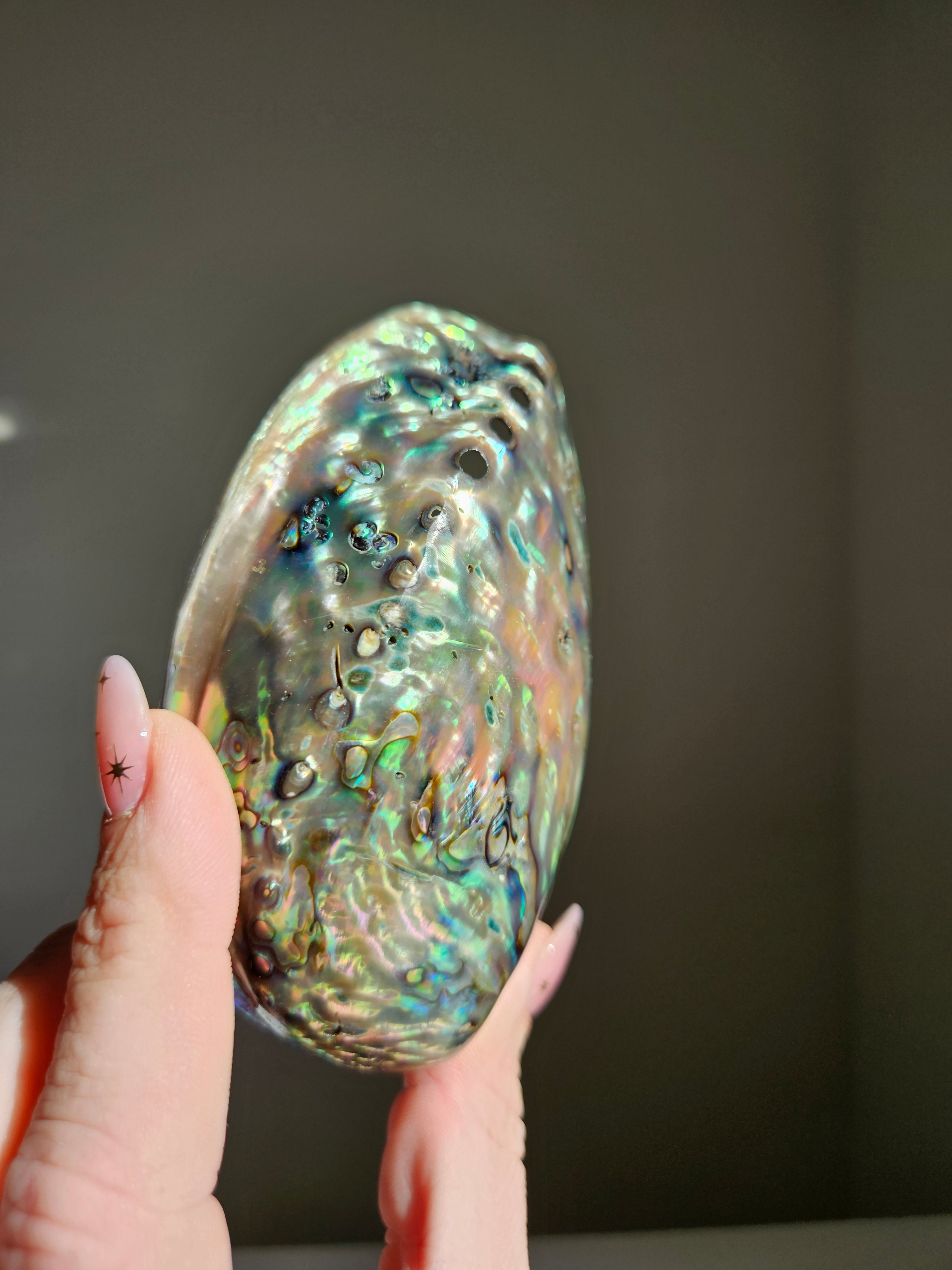 Polished Abalone Shell 002