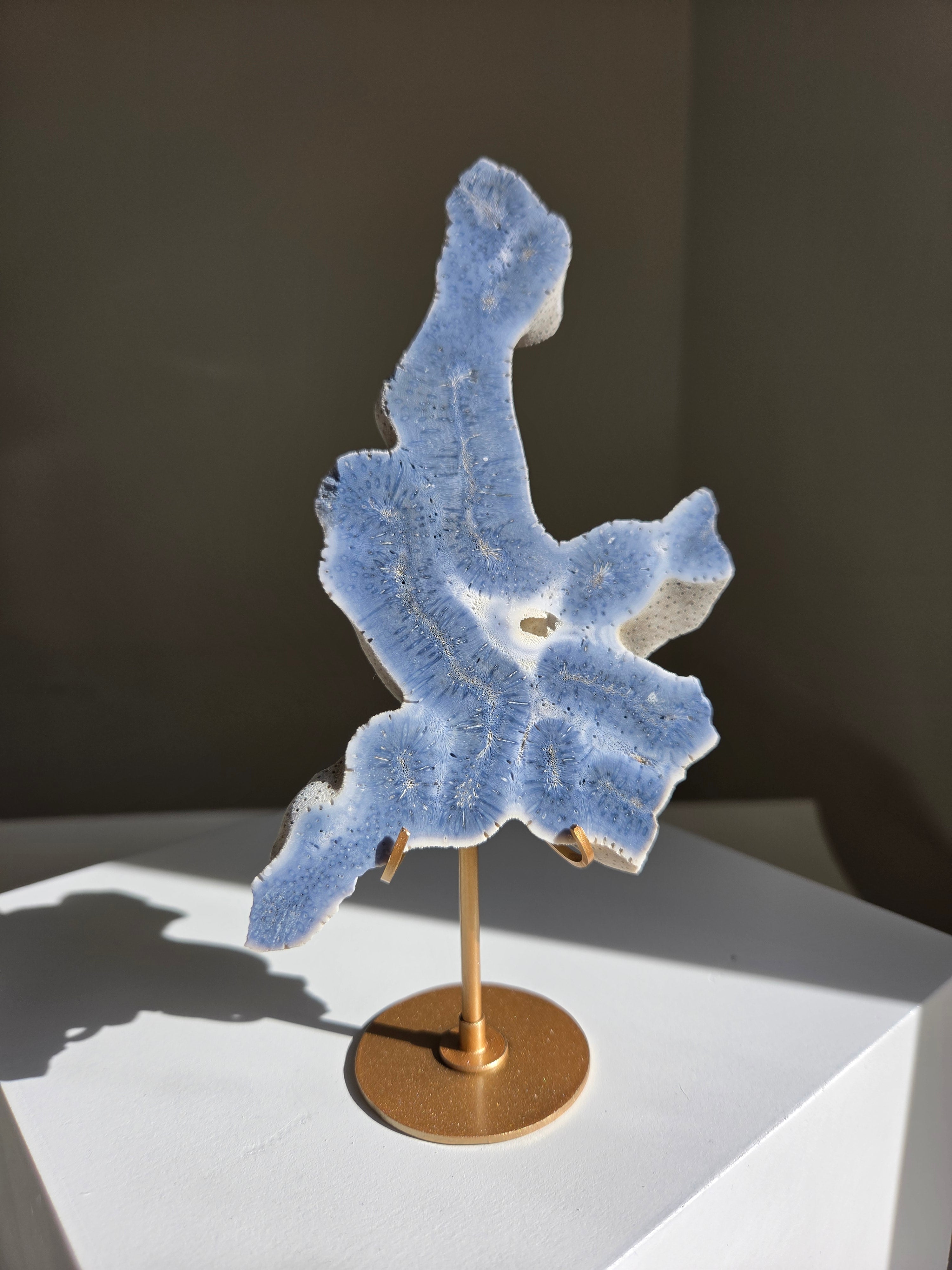 Blue Coral 001