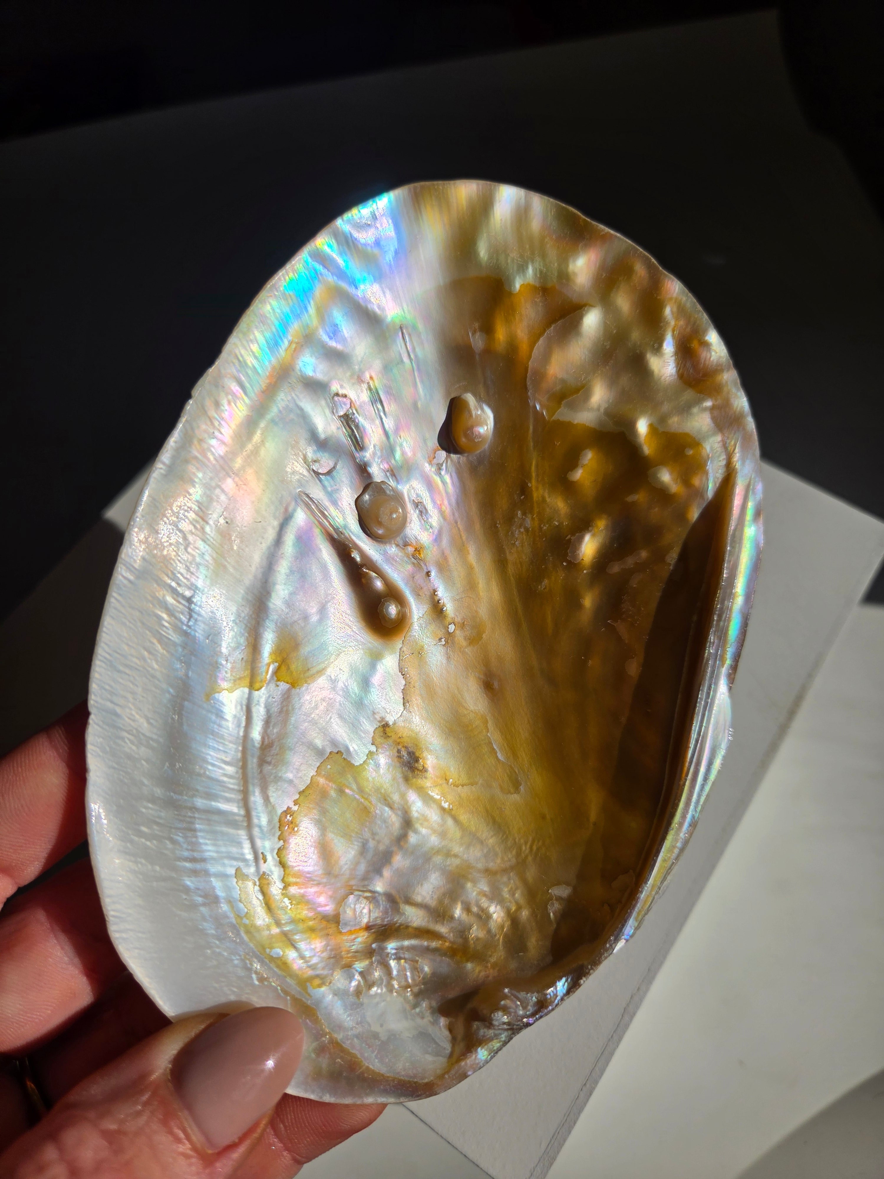 Iridescent Oyster Shell 003