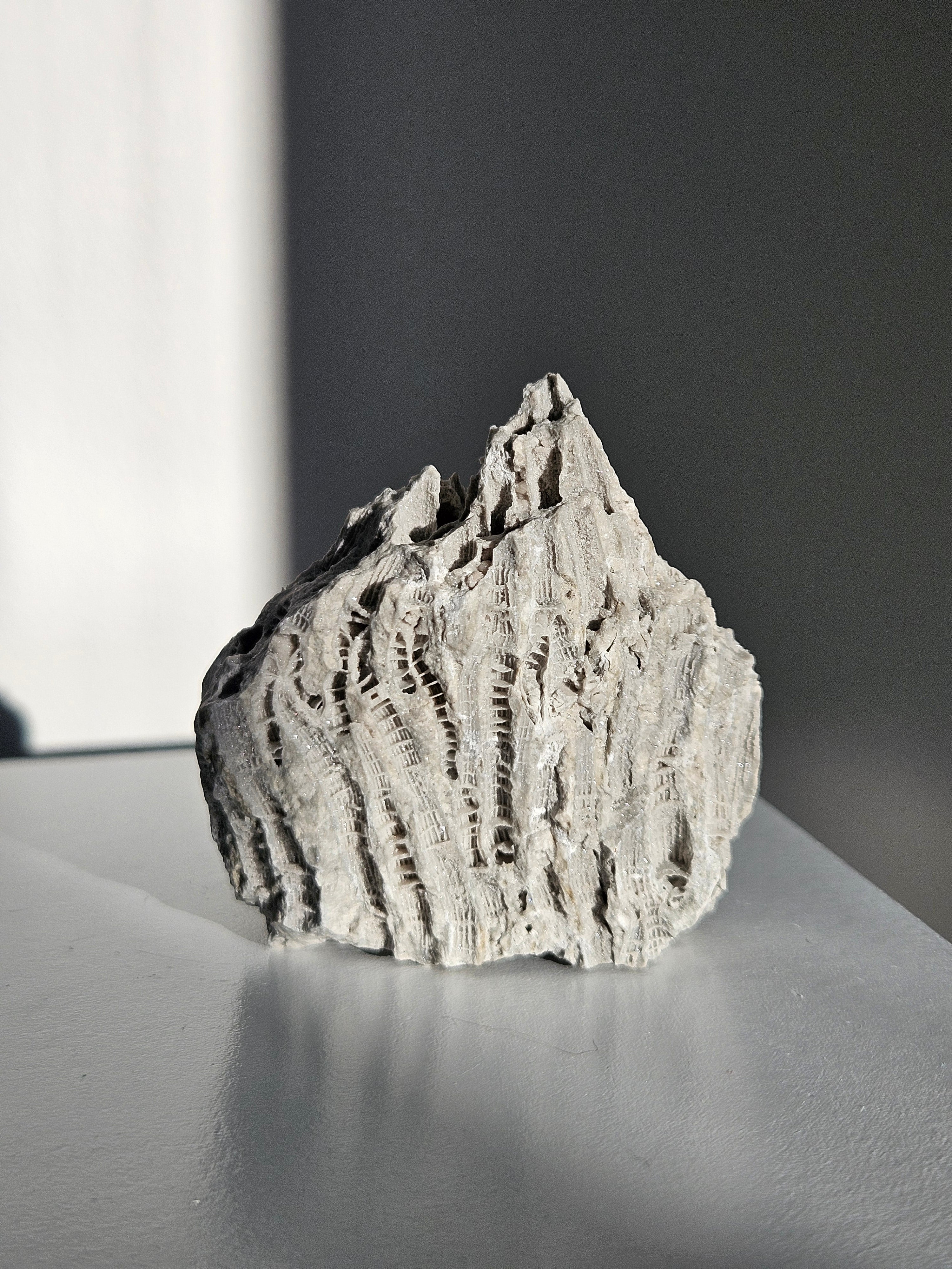 Fossilized Coral 001