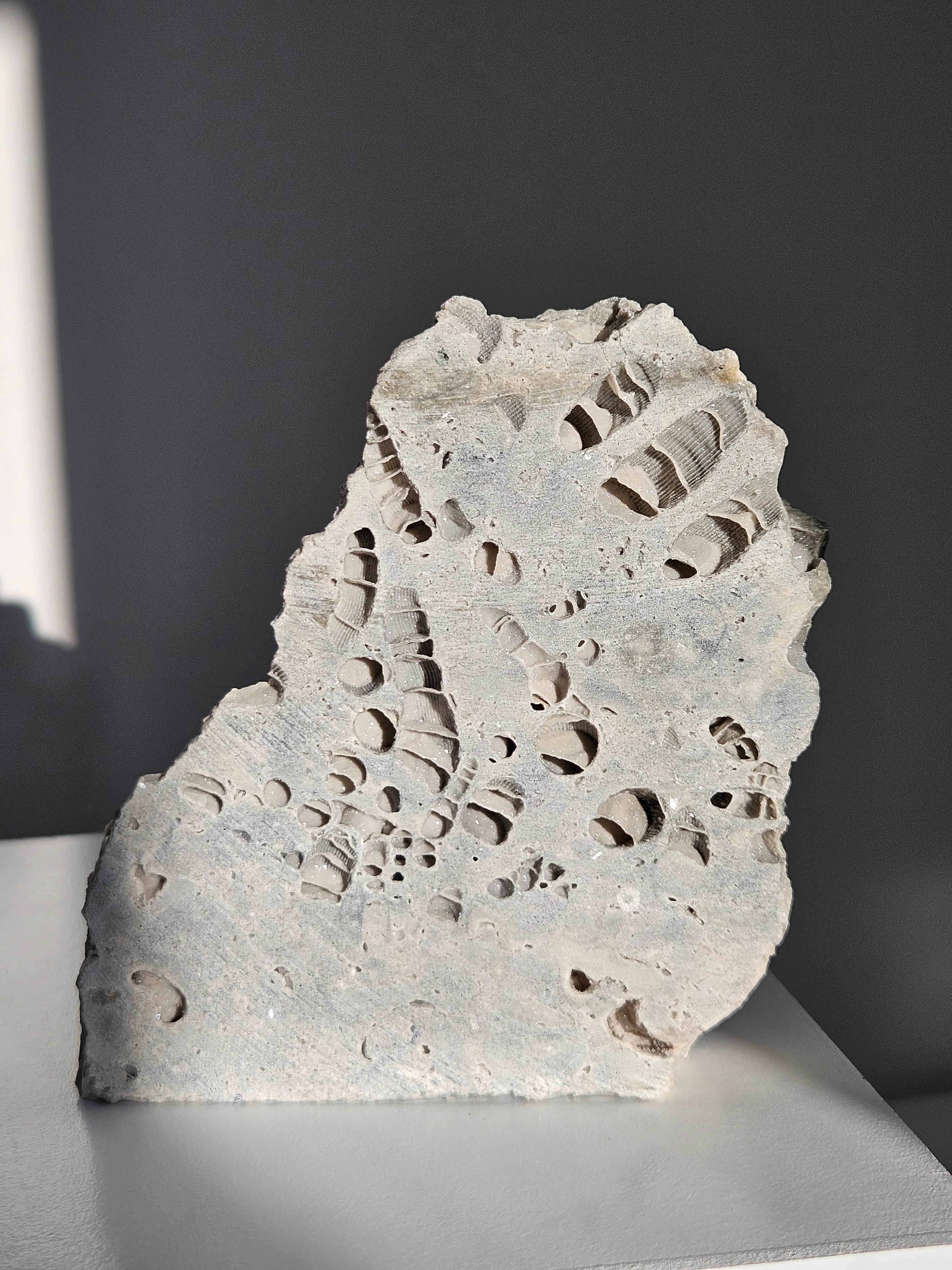 Fossilized Coral Slab 005