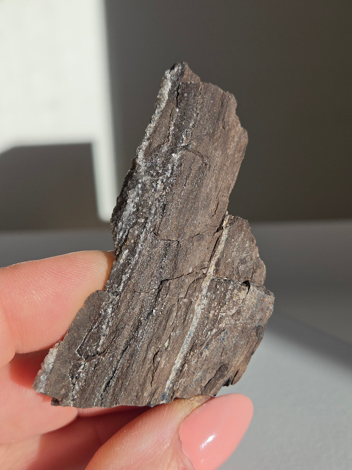 Smoky Quartz on Fossilized Wood 002