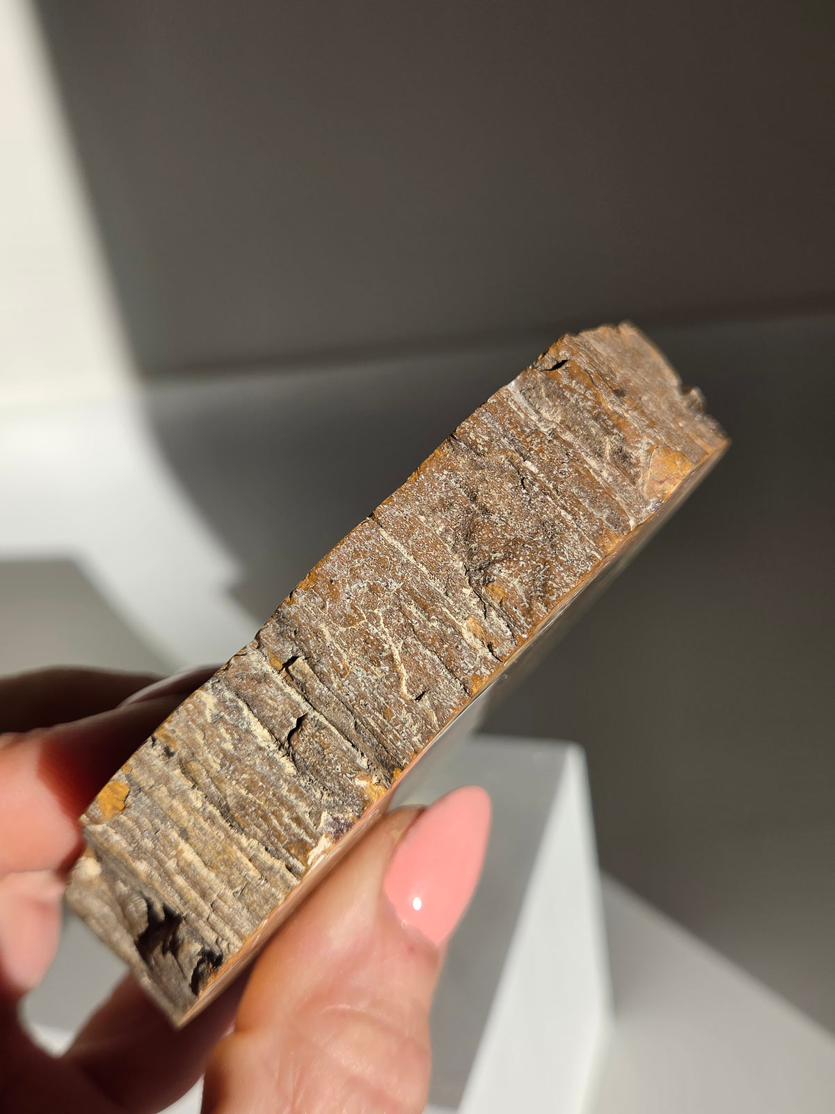 Petrified Wood Slab 008