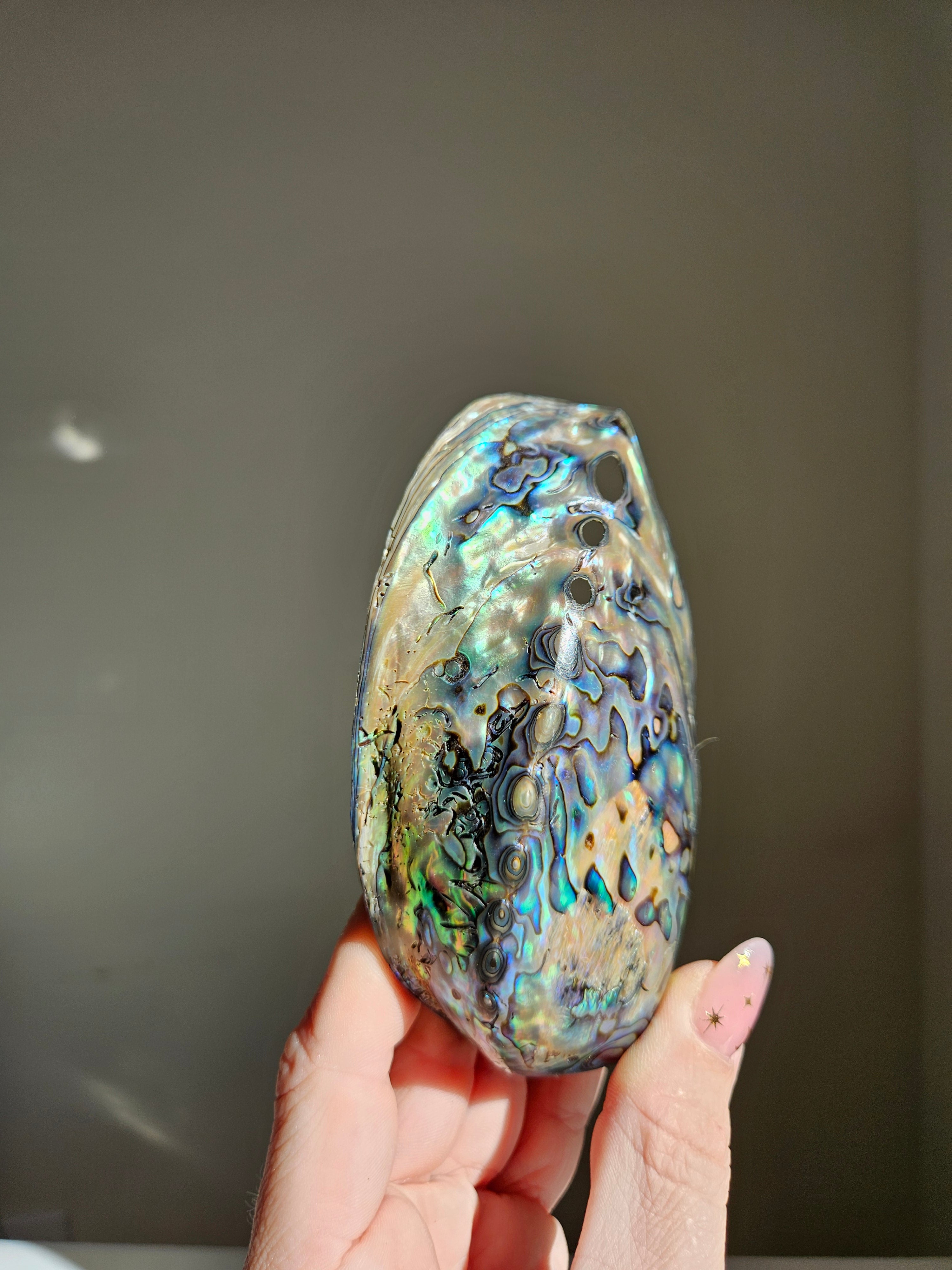 Polished Abalone Shell 010