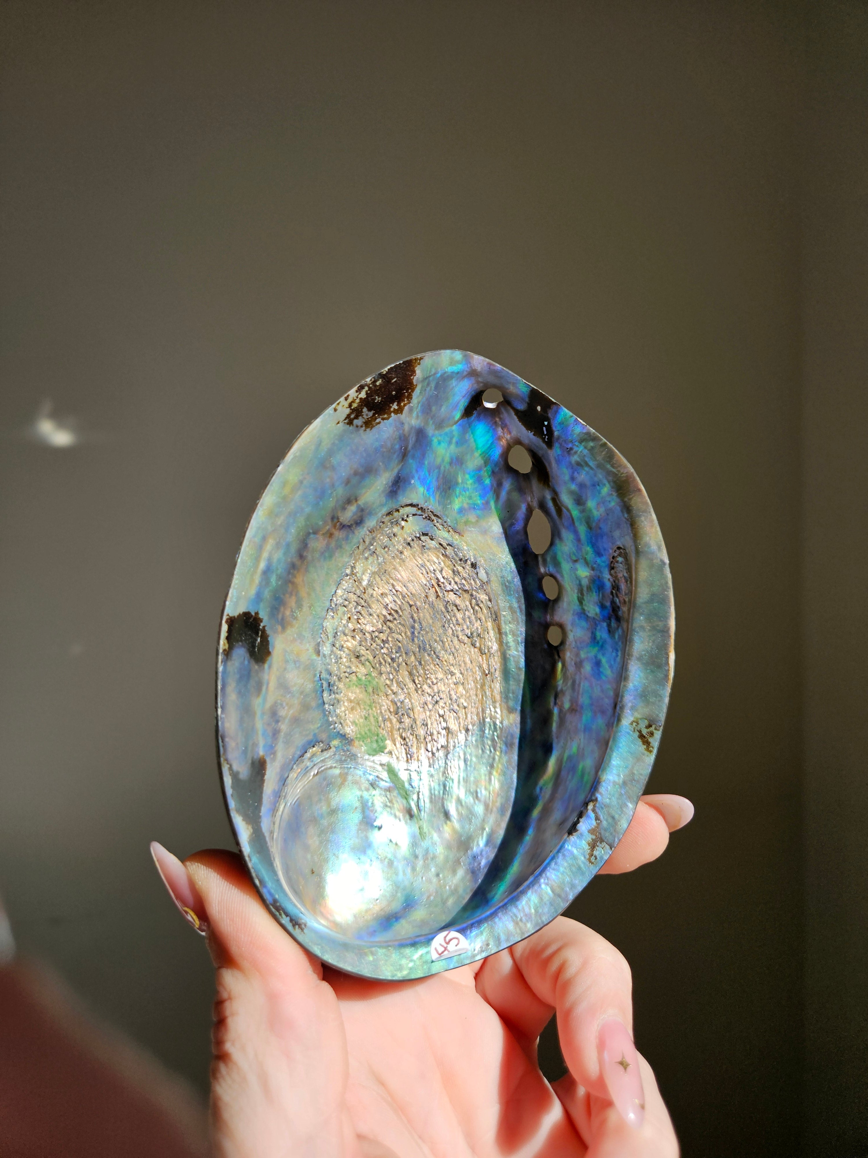 Polished Abalone Shell 010