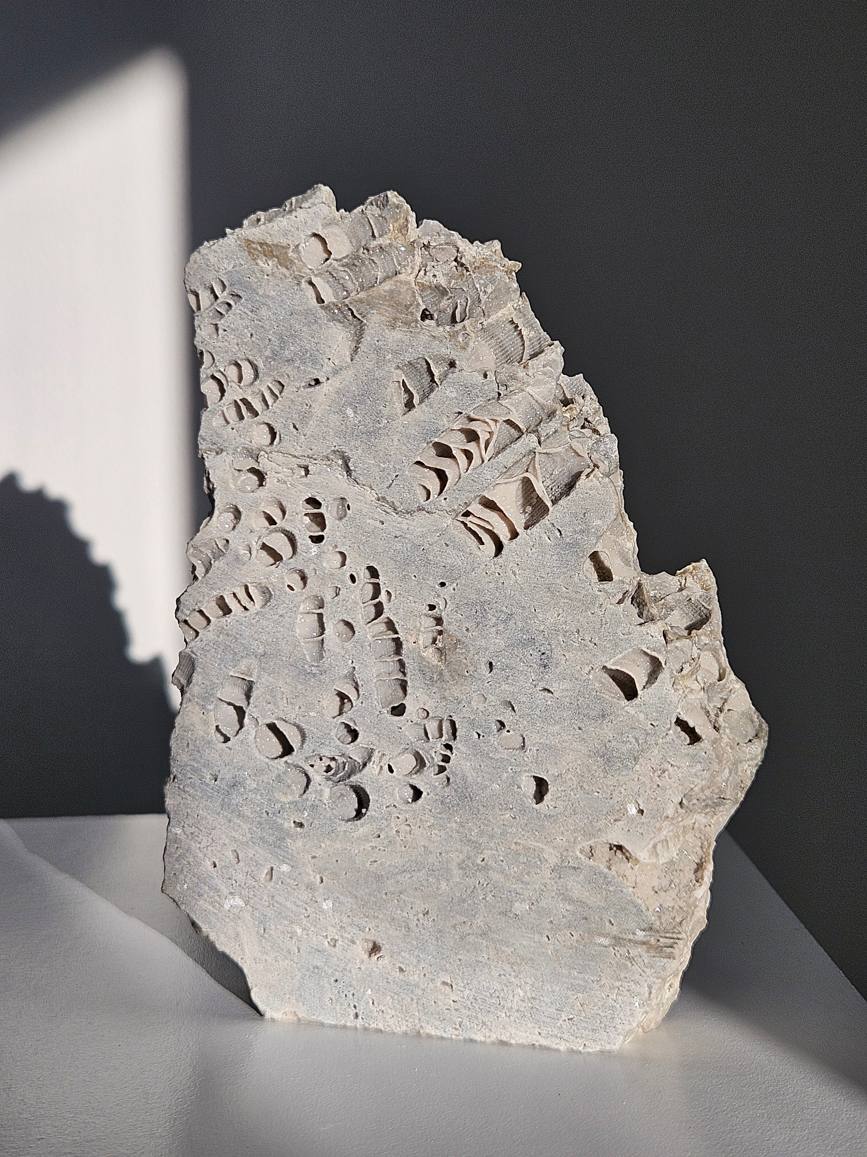 Fossilized Coral Slab 001