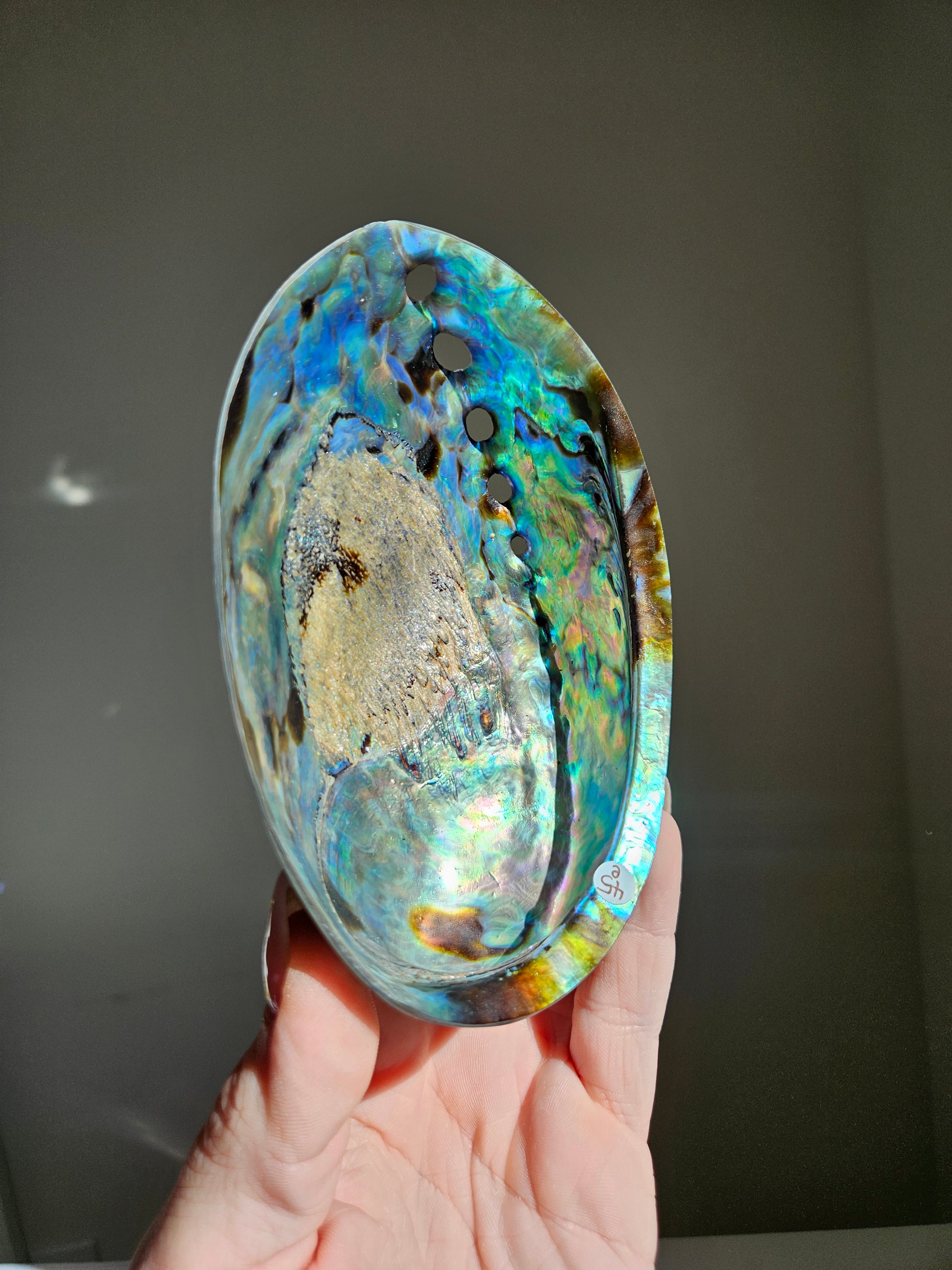 Polished Abalone Shell 005
