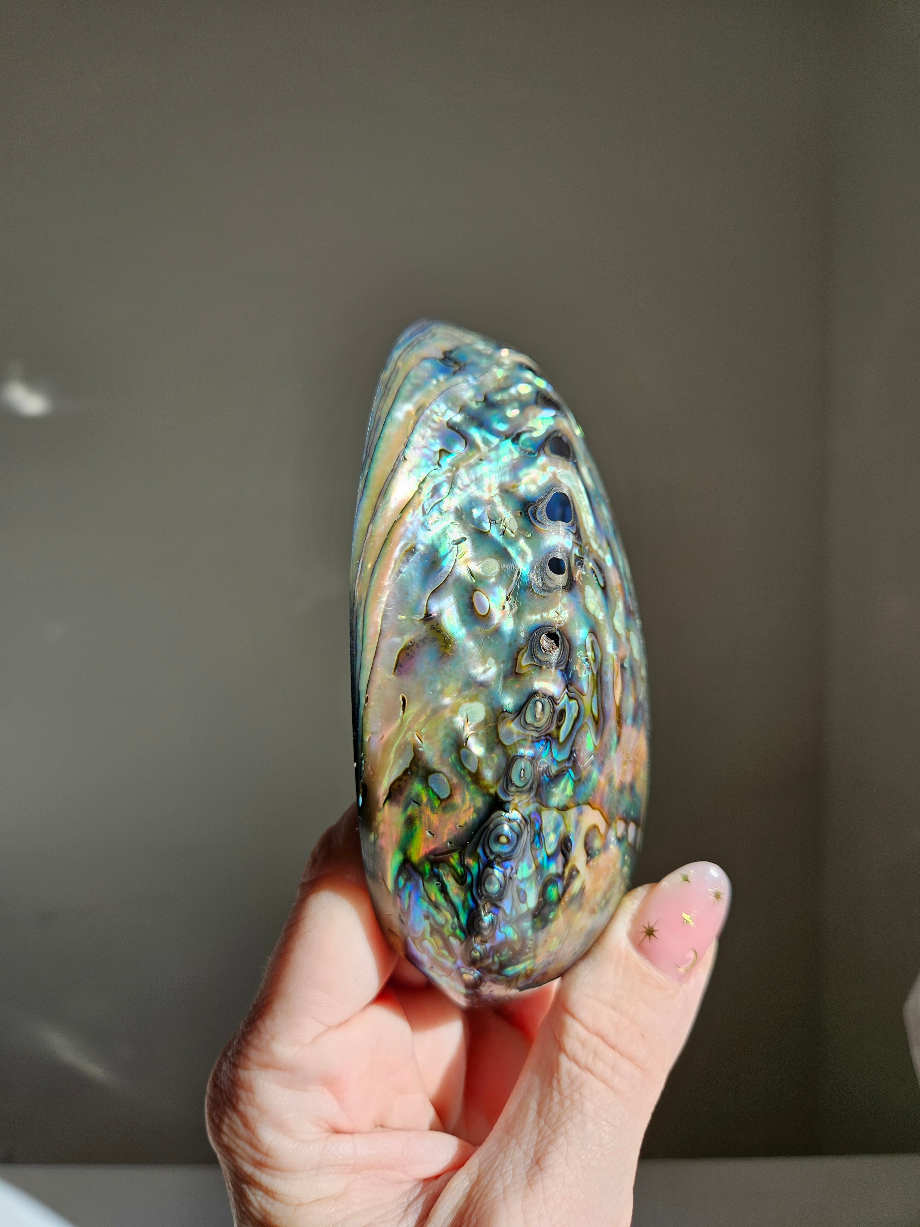 Polished Abalone Shell 009