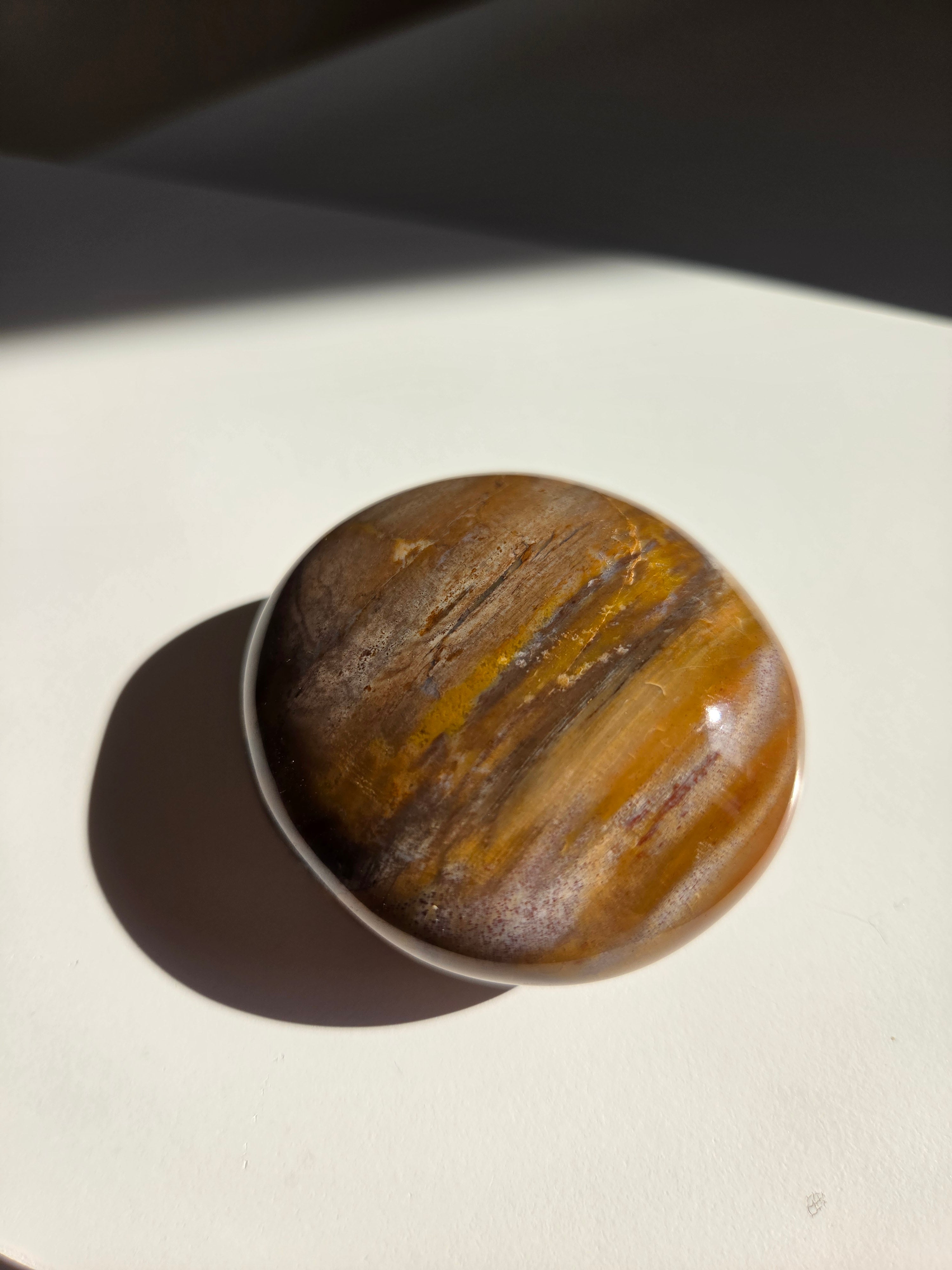 Petrified Wood Palm 003