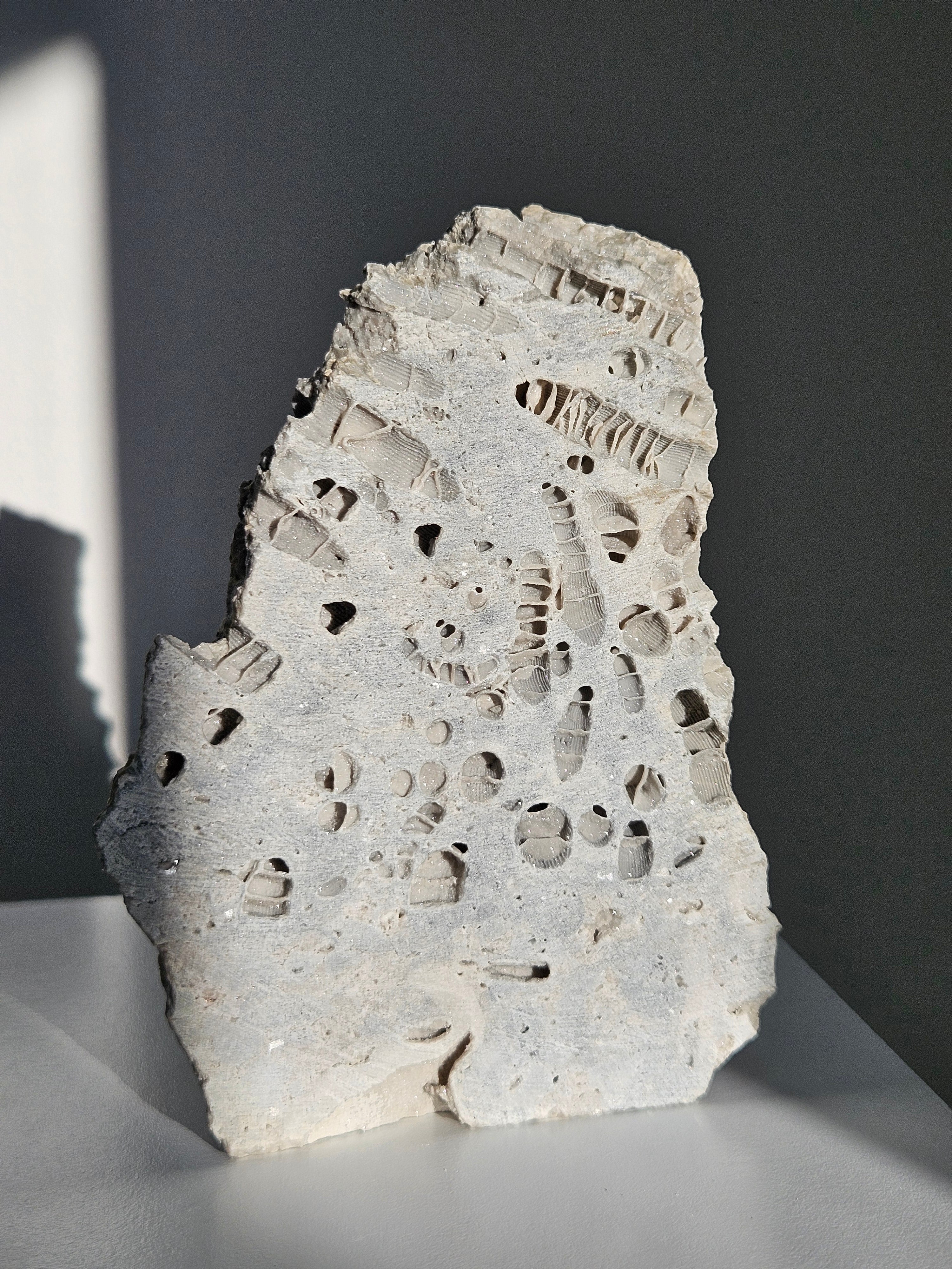 Fossilized Coral Slab 001