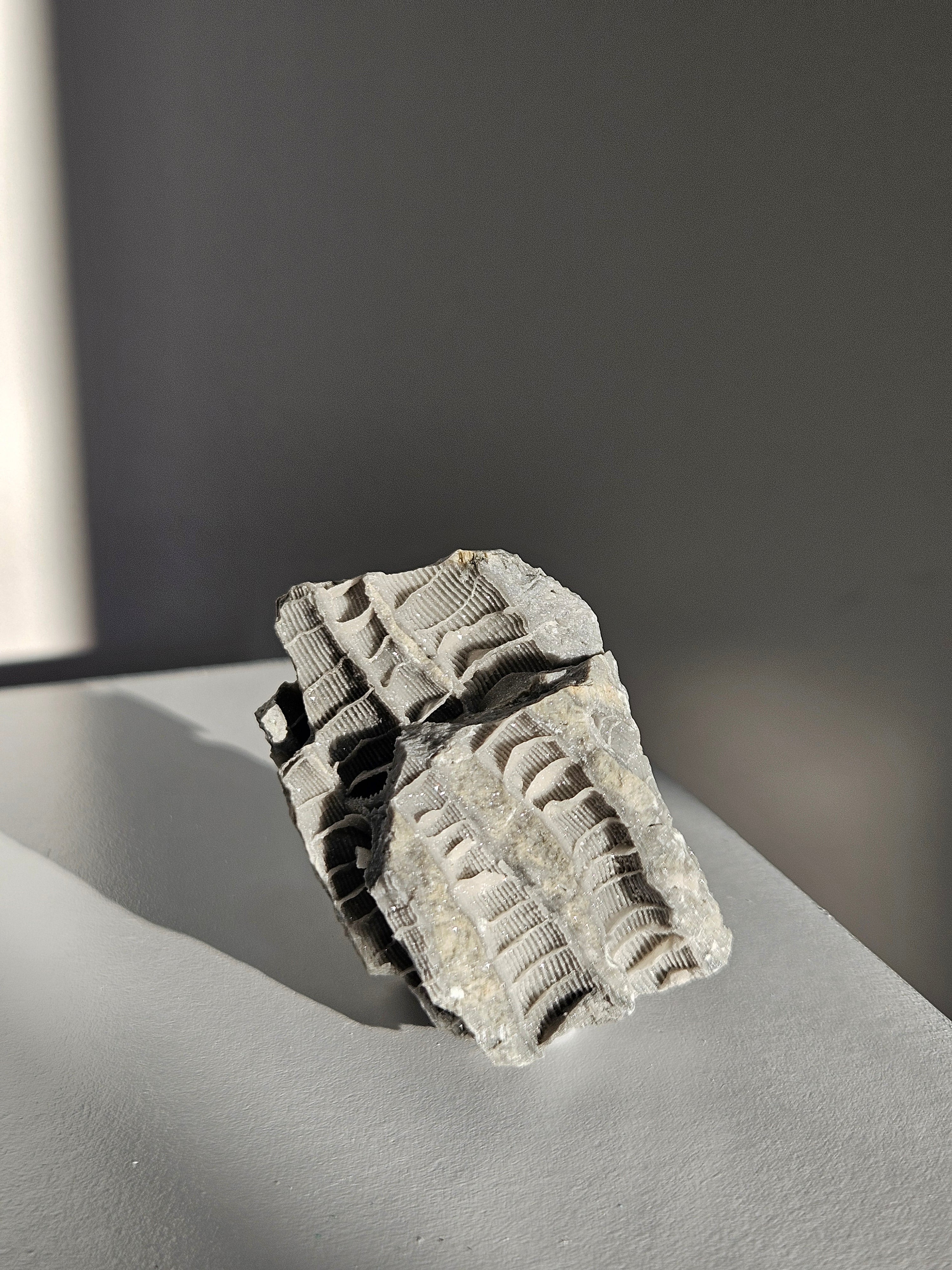 Fossilized Coral 004